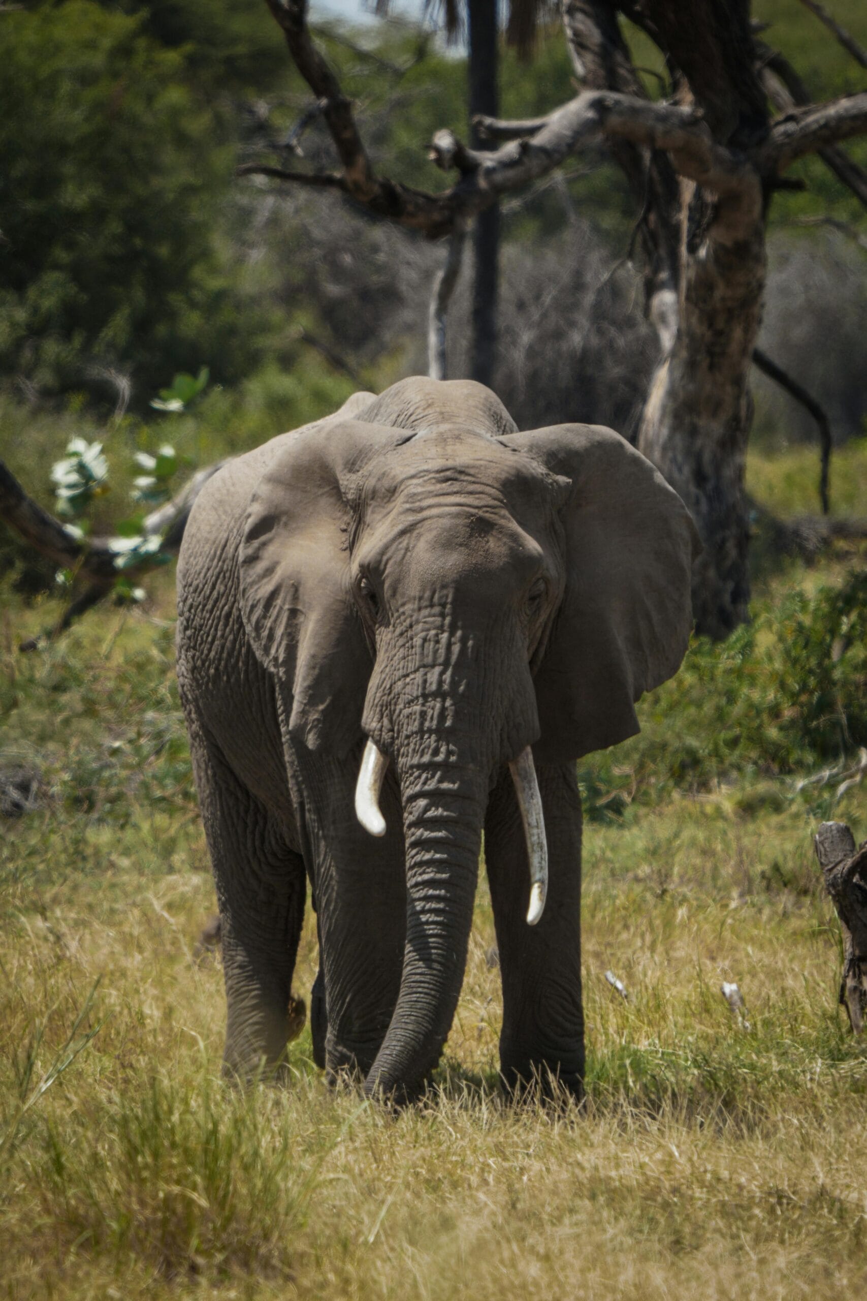 Visiting Lake Manyara National Park 1 A majestic African elephant standing amidst the grasslands of Manyara, Tanzania.