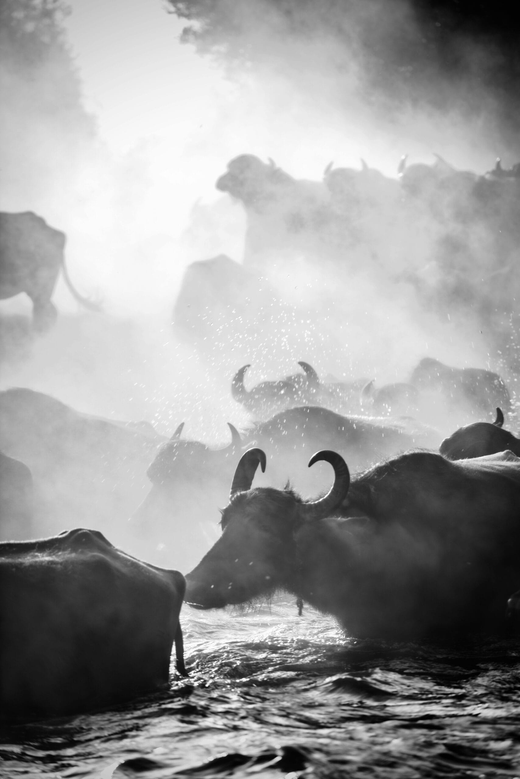 Wildebeest migration safari packages 2 A dramatic black and white image of a buffalo herd crossing a misty river at dawn.