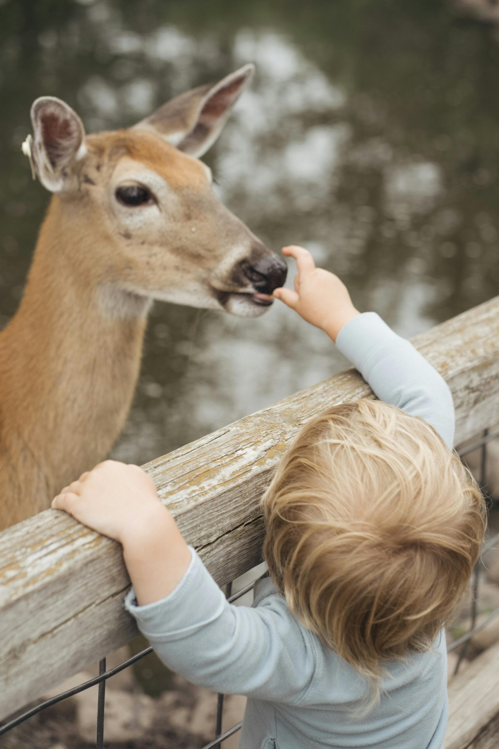 How to Keep Kids Entertained on Safari: A Family-Friendly Guide 1 A young child reaching out to feed a deer through a wooden fence at a zoo.