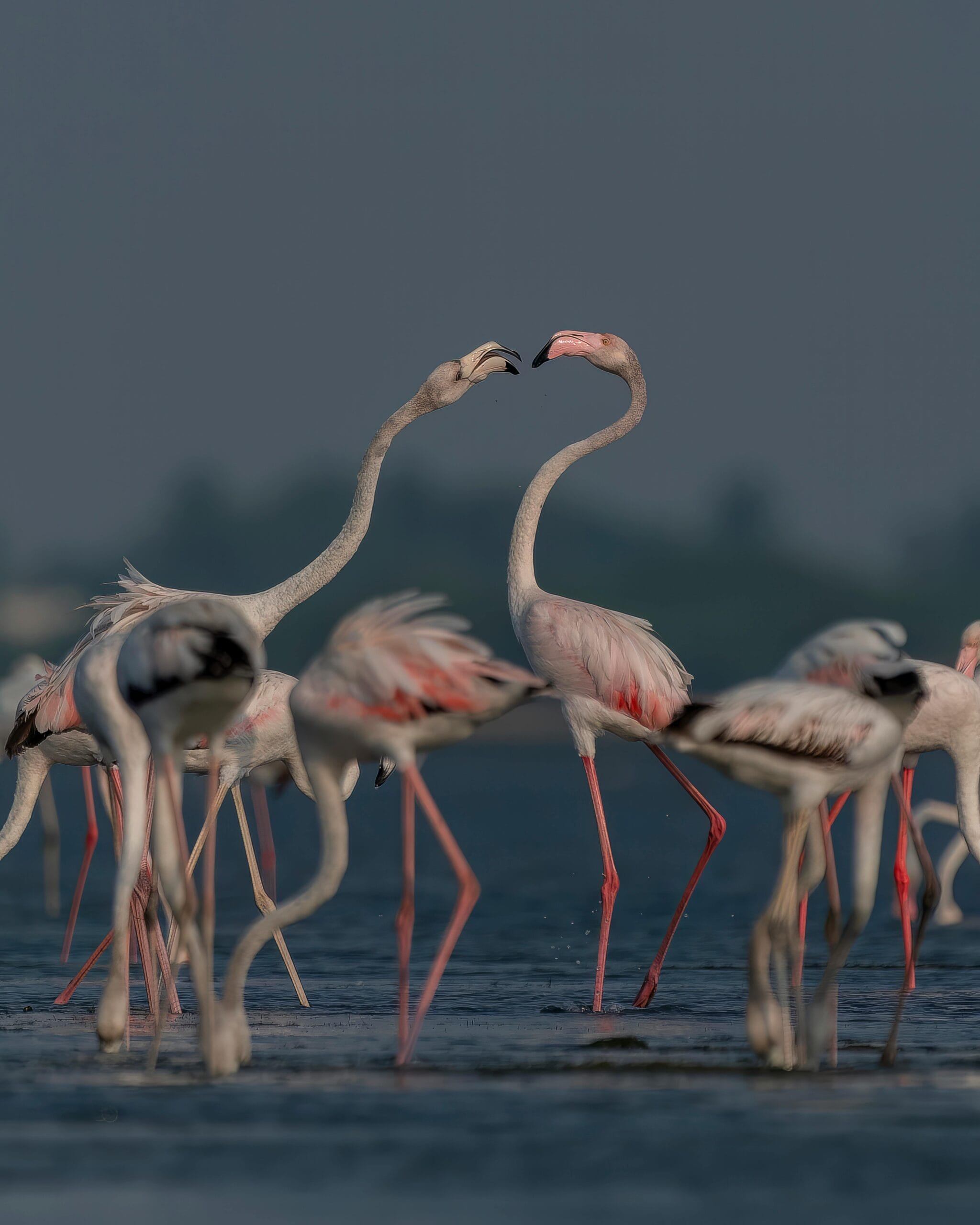 1-Day Lake Manyara Wildlife and Birdwatching Tour 1 Graceful flock of Greater Flamingos wading in water, showcasing vibrant plumage in natural setting.