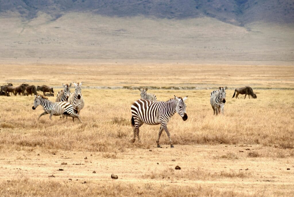4-Day Luxury Serengeti Safari and Ngorongoro Crater Tour 20 Zebras and wildebeest roam the grasslands of Arusha, Tanzania, showcasing vibrant wildlife.