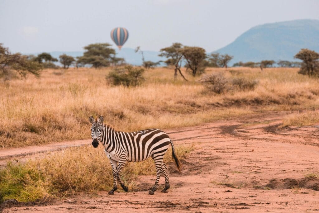 Lesser-Known Safari Destinations in Tanzania 19 A zebra in the African savanna with a hot air balloon in the background, capturing the essence of safari adventure.