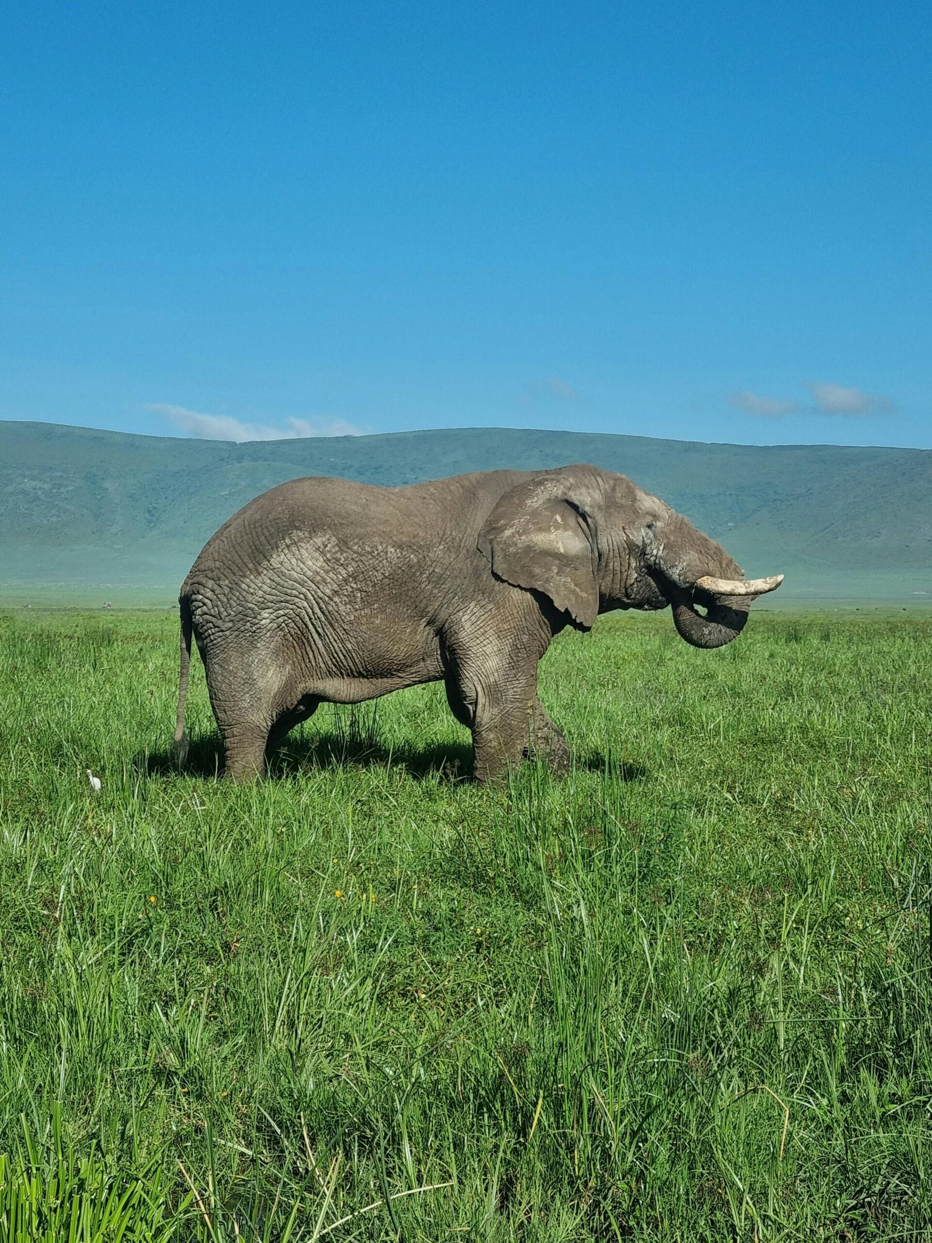 What to Expect on Your Tanzania Safari 1 Majestic African elephant standing in the serene grasslands of Mara Region, Tanzania.