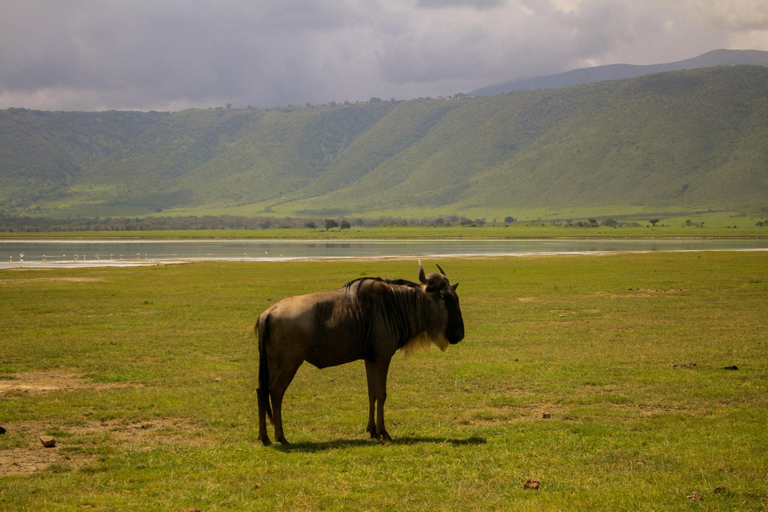A lone wildebeest stands in the scenic Ngorongoro Crater grasslands, Tanzania.