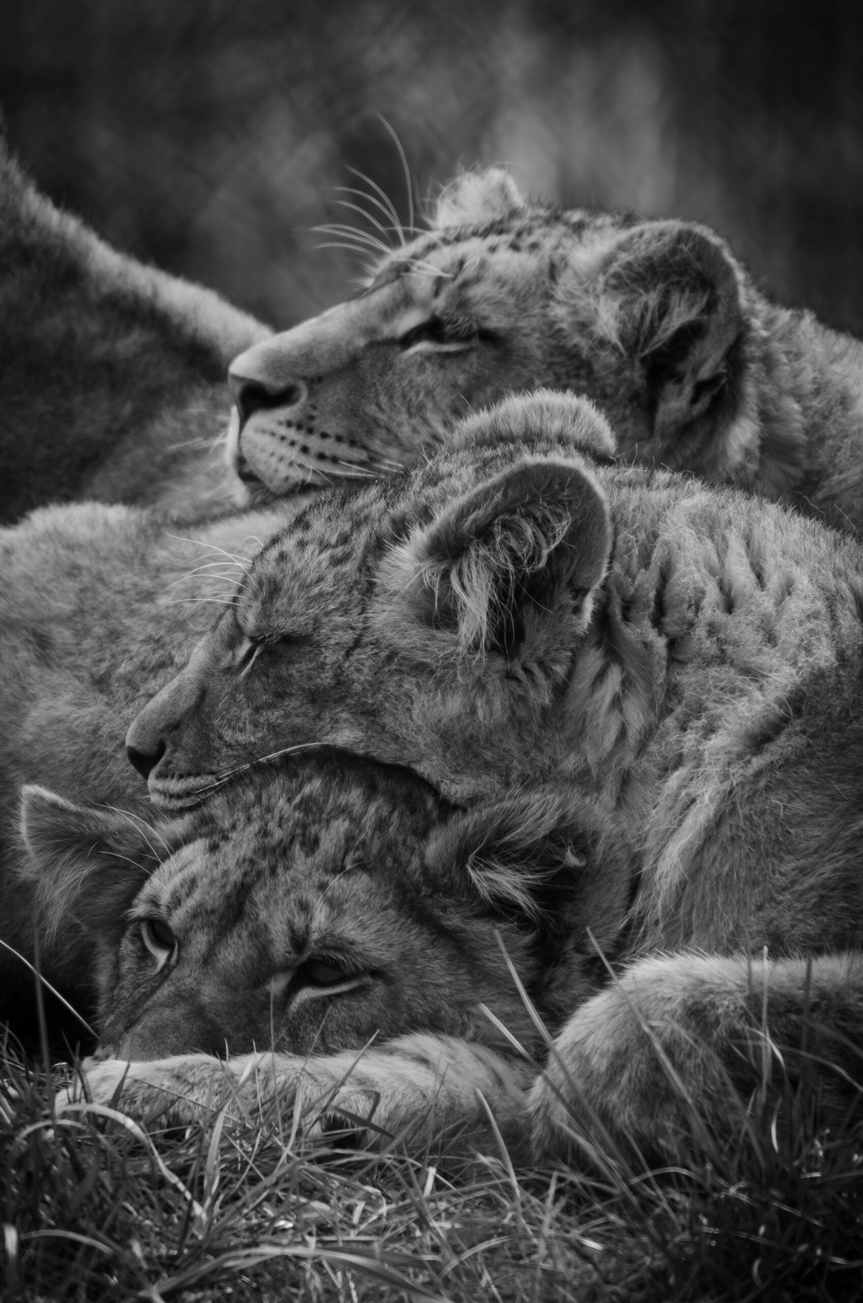 African Safari Holidays 1 A serene moment captured of resting lion cubs in the wild, showcasing their natural habitat and grace.