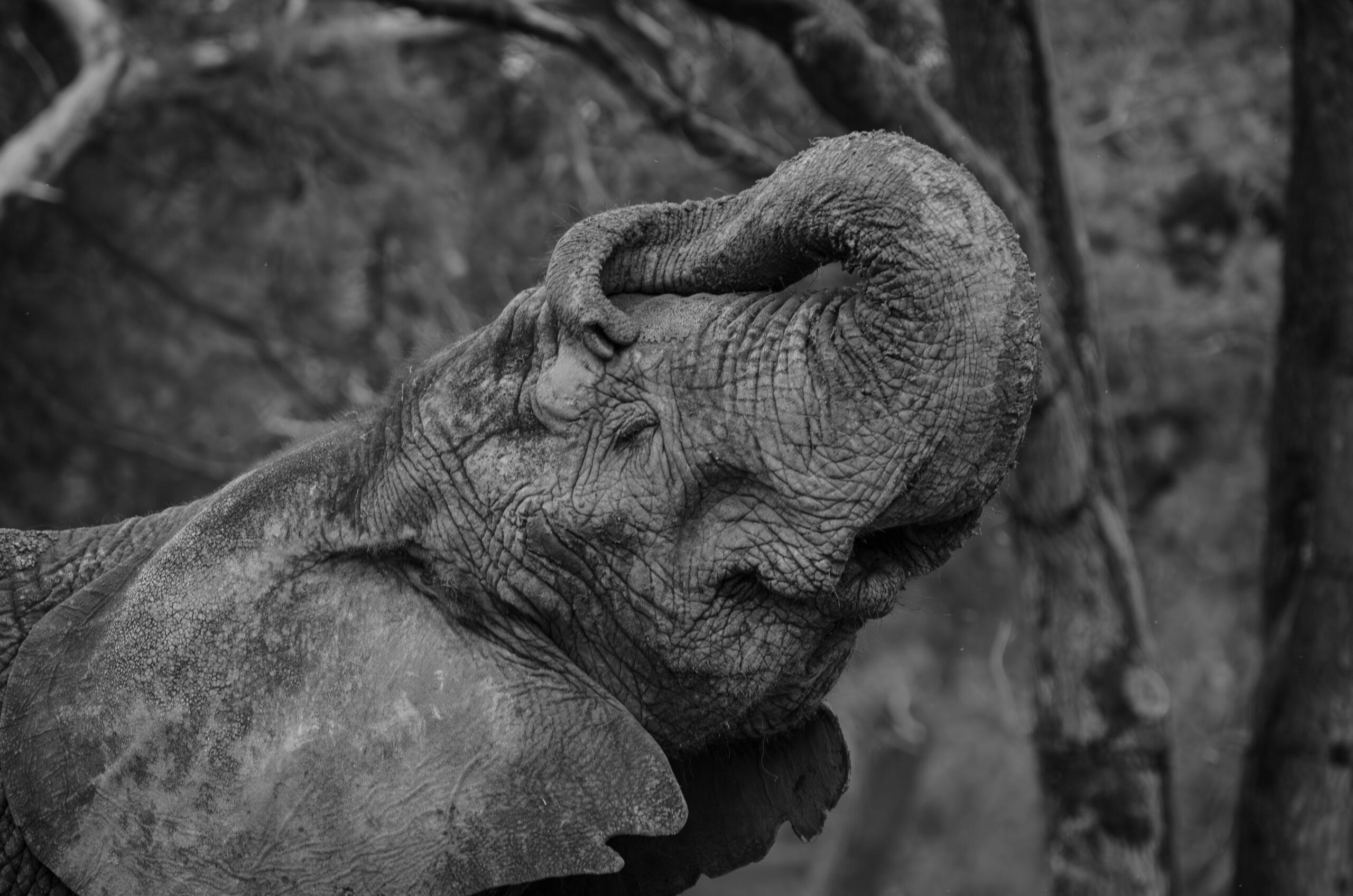 Close-up of an African elephant in a serene black and white setting.