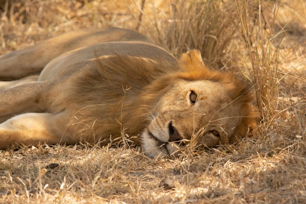 A lion lounging peacefully in the grasslands of Tanzania backlit by warm sunlight.