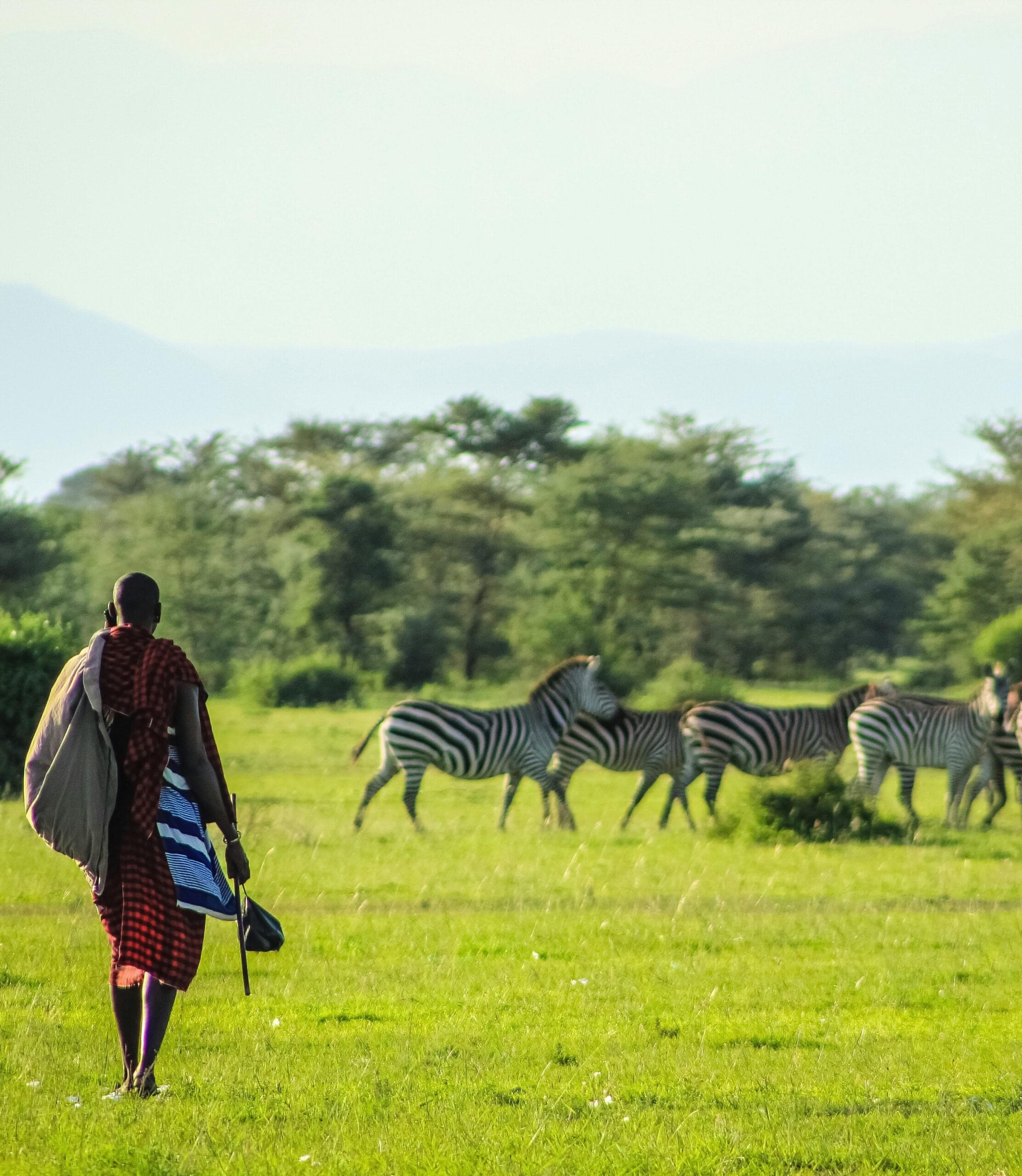 Safari Planning for Seniors: A Guide to a Comfortable and Memorable Adventure 2 A Maasai individual walking through the African savanna, observing a group of zebras at daytime.