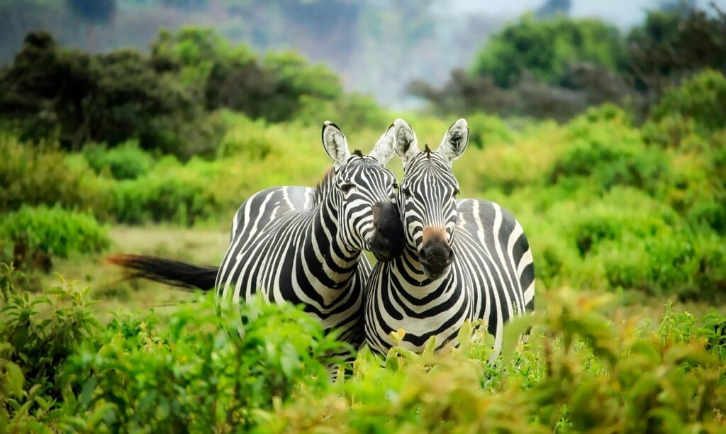 Affordable Safari Packages During Low Season: Experience Africa on a Budget 6 Two zebras in vibrant greenery showcasing African wildlife in their natural habitat.