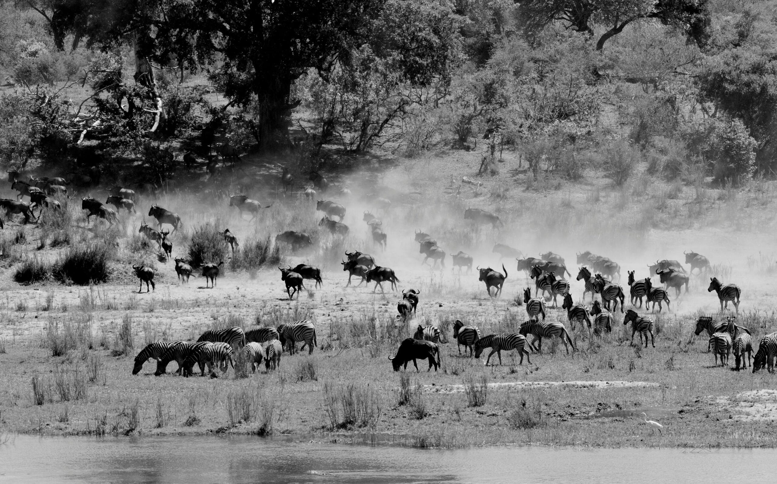Monochrome image of zebras and wildebeest grazing on a dusty savanna, capturing wildlife in nature.