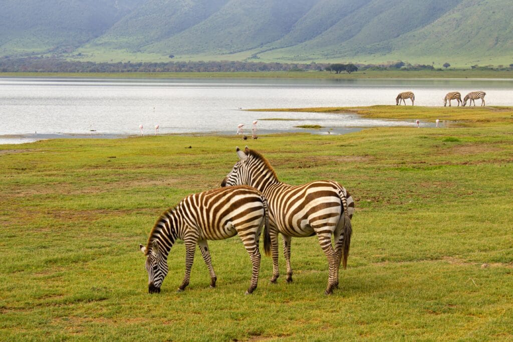 Wildlife Seasons in Ngorongoro: A Month-by-Month Guide 6 A serene scene of zebras feeding in Tanzania's Ngorongoro Crater with distant mountains.