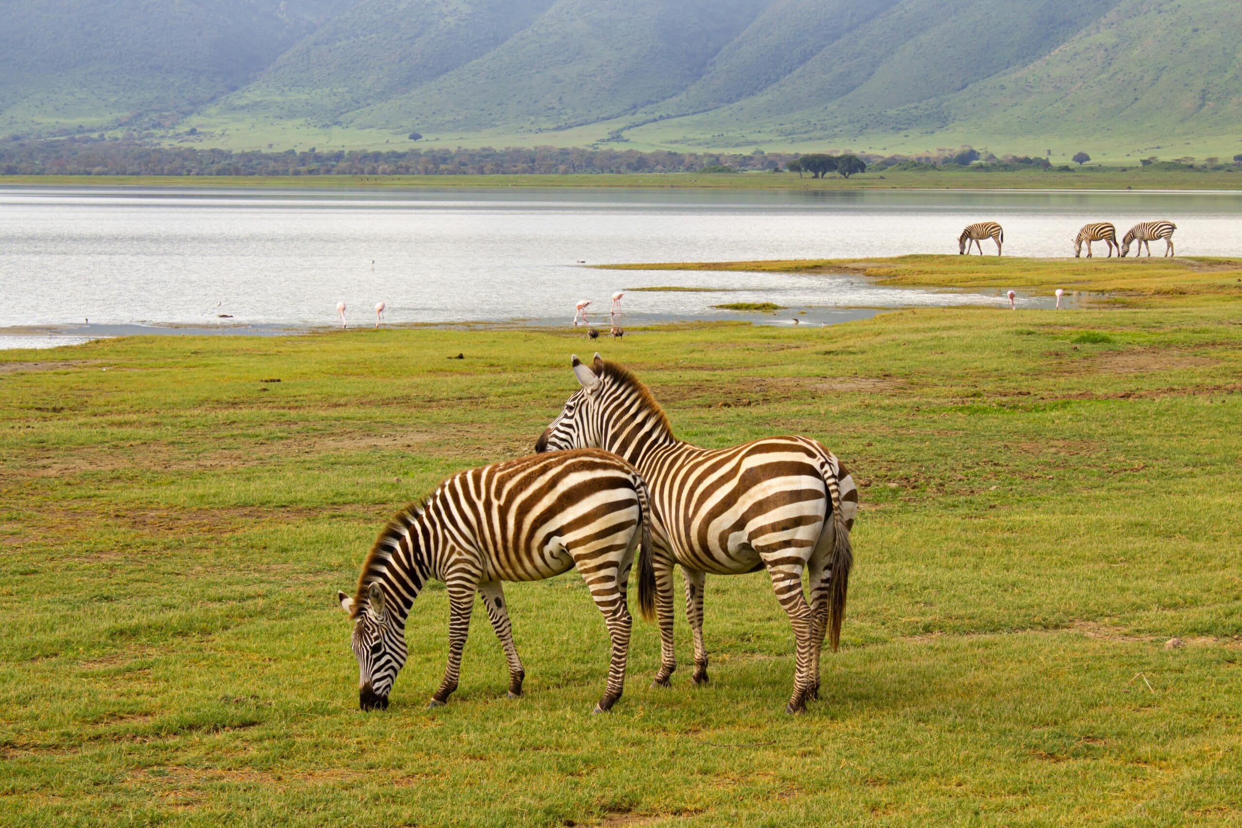 A serene scene of zebras feeding in Tanzania's Ngorongoro Crater with distant mountains.