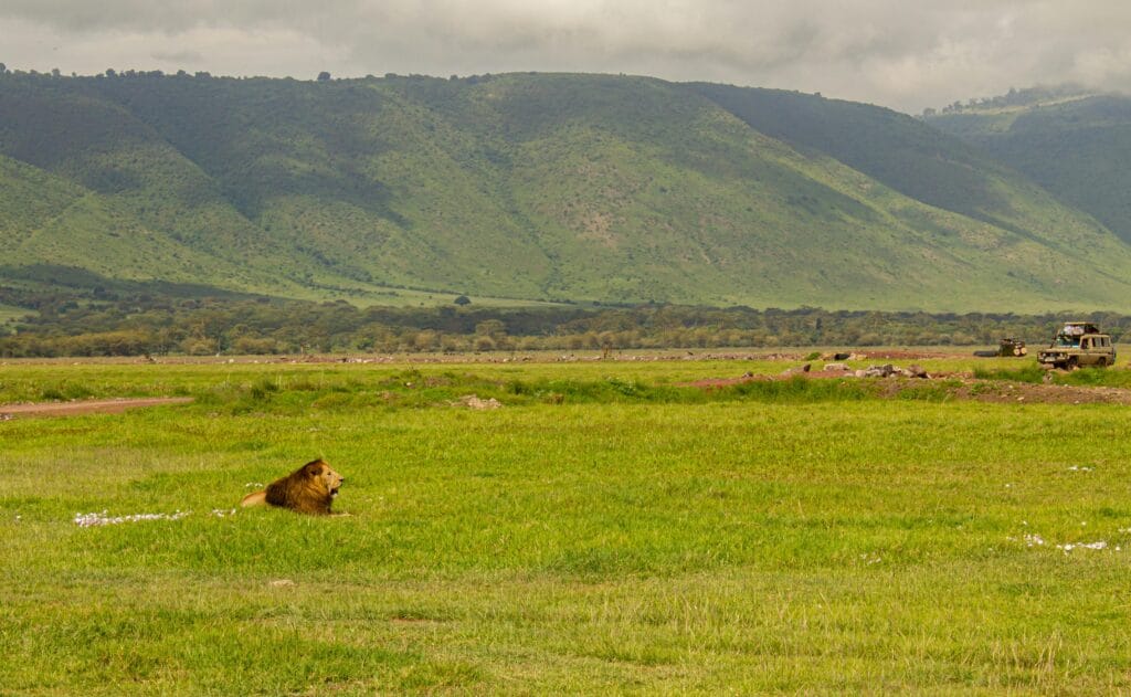 Ngorongoro Crater Wildlife Guide – A Safari Haven in Tanzania 5 A majestic lion resting in the lush green plains of Ngorongoro Crater, Tanzania.