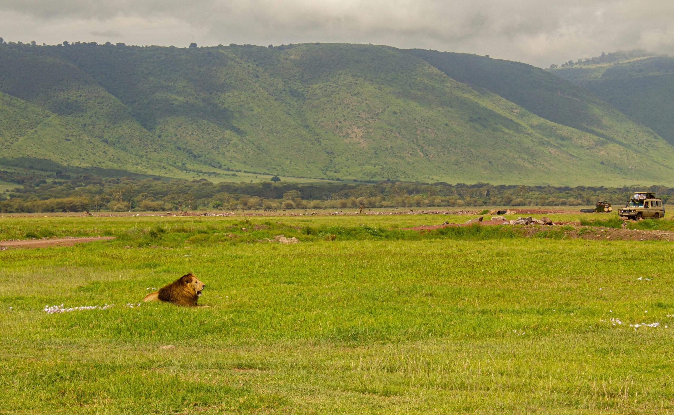 A majestic lion resting in the lush green plains of Ngorongoro Crater, Tanzania.
