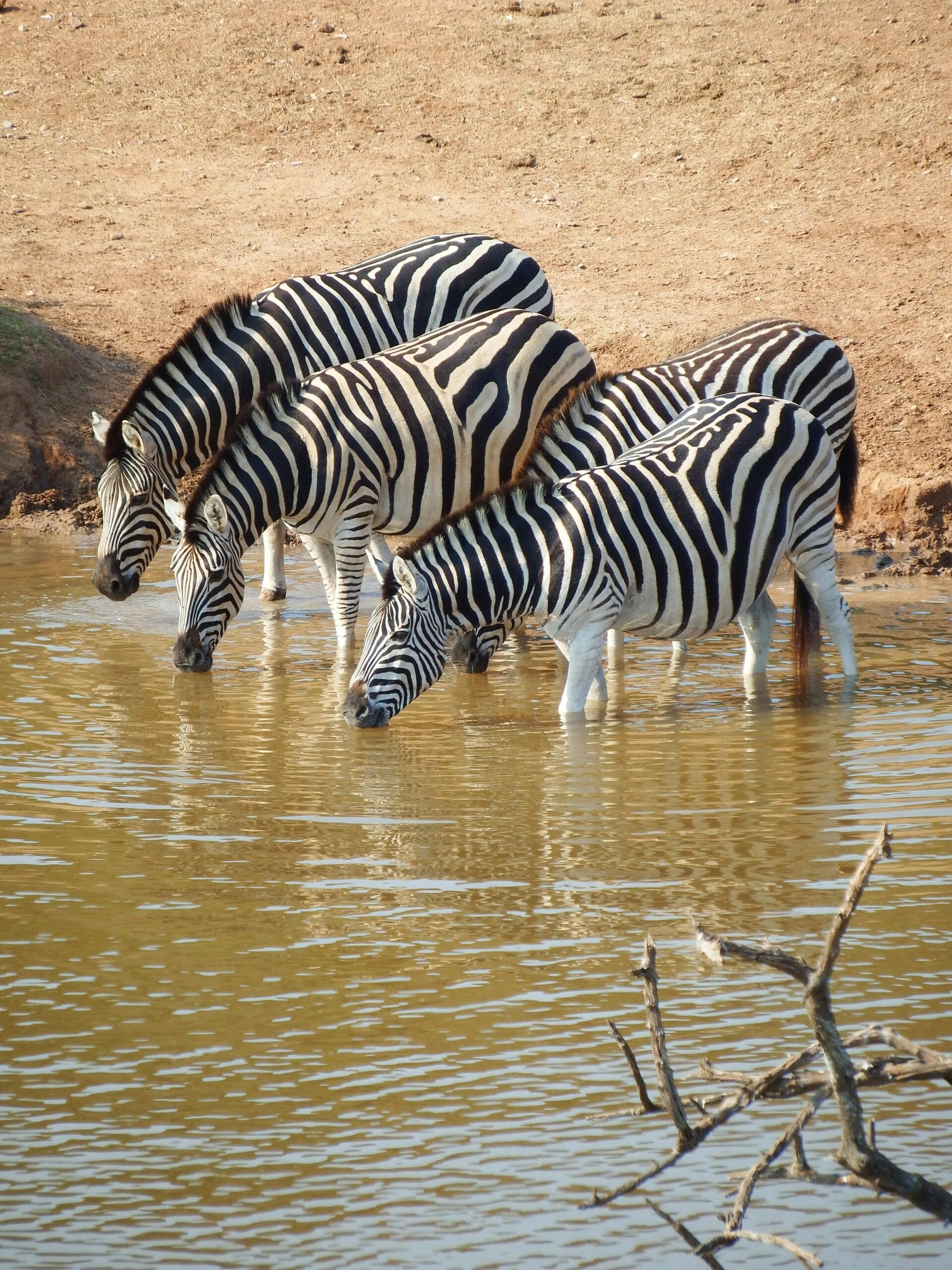 Serengeti Wildlife Events Calendar: A Month-by-Month Guide 1 Three zebras quenching their thirst at a waterhole in the African savannah.