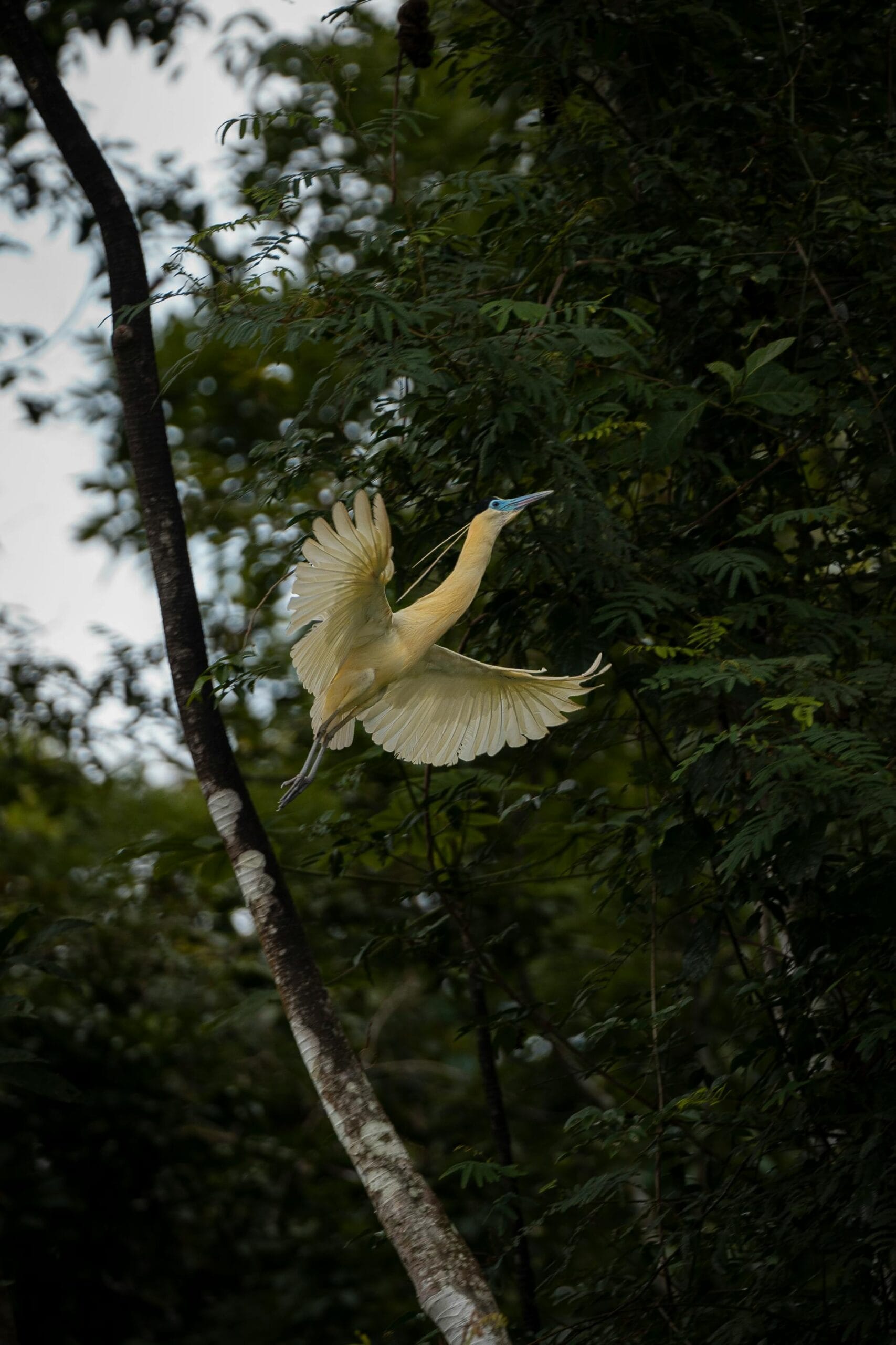 Tanzania Birding Safari: 6-Day Birding & Wildlife Safari in Tanzania’s Top Parks 1 A striking yellow heron soars through the verdant canopy of Iquitos, Peru, capturing wild elegance.