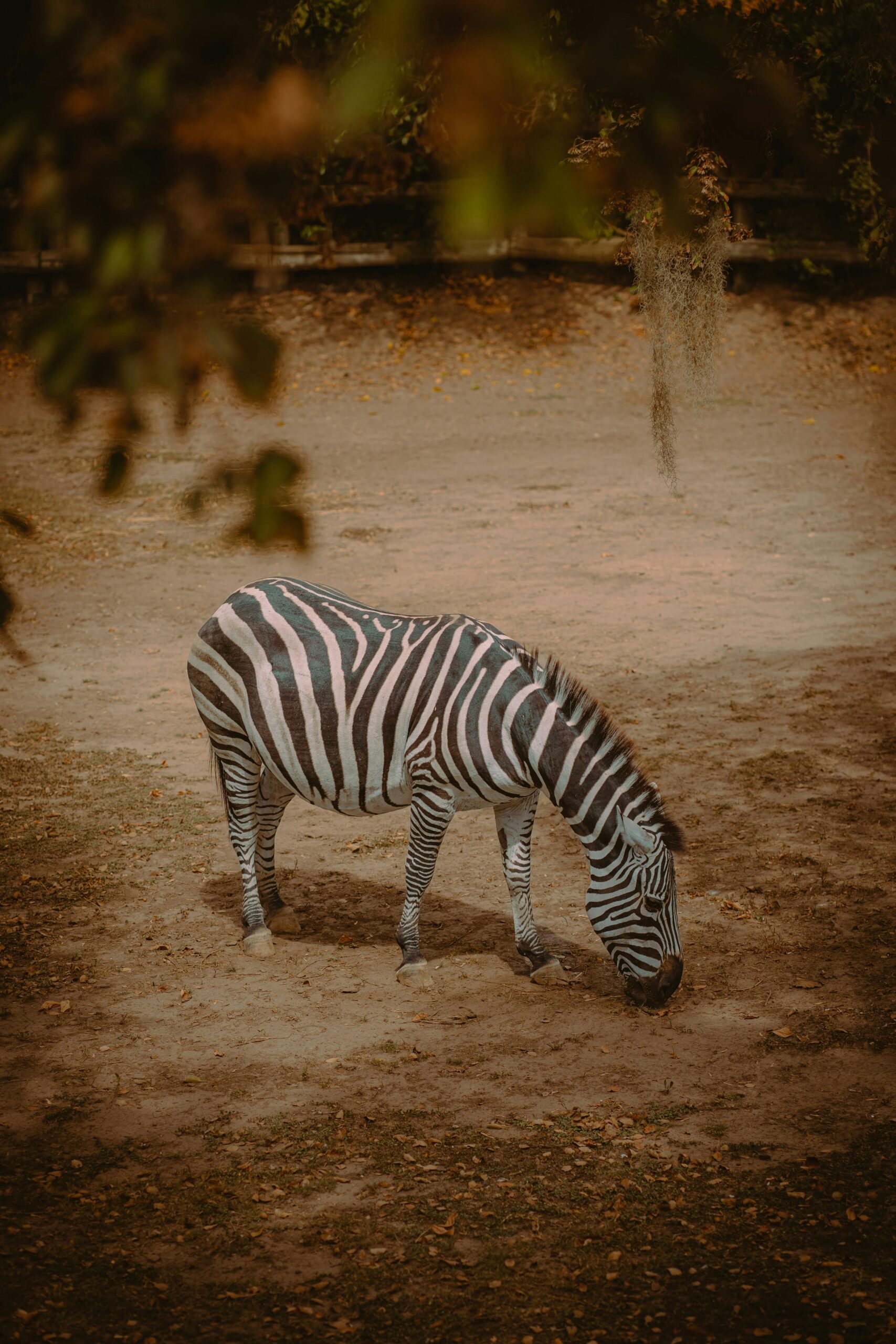 8-Day Budget Safari: Explore Tanzania’s Best Parks 1 A zebra peacefully grazes in a scenic outdoor field, displaying its unique black and white stripes.