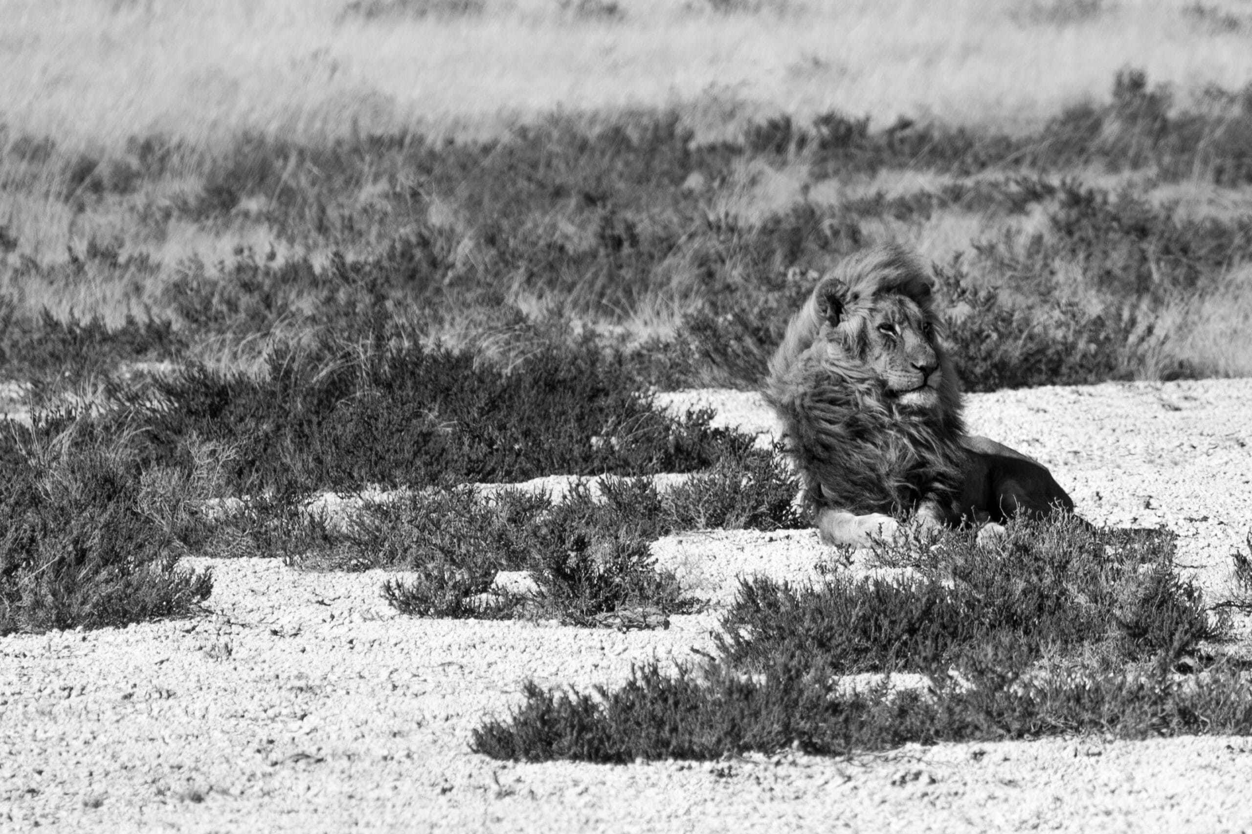 A majestic lion lounging on the savannah, captured in black and white.
