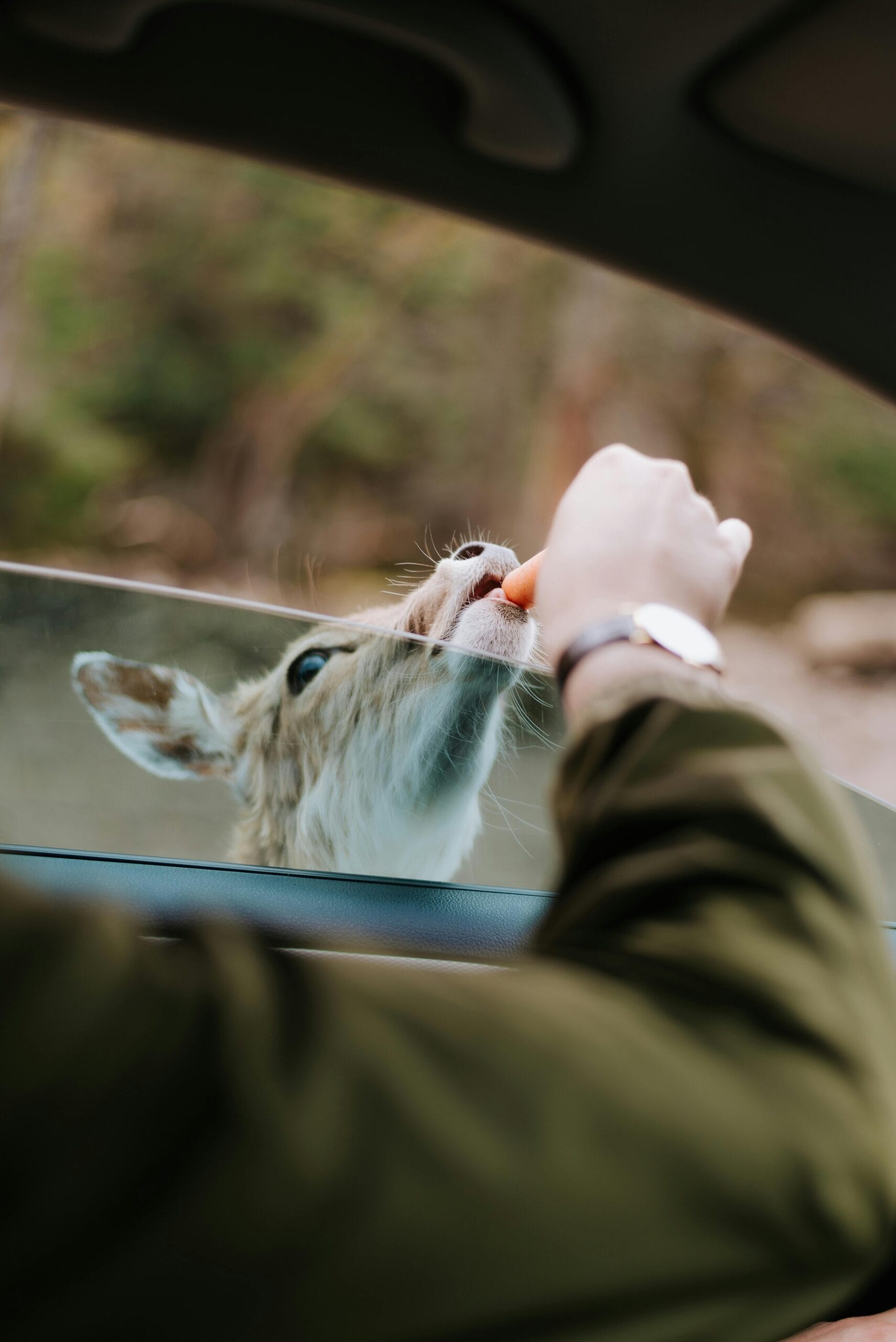 Common safari travel mistakes 1 A deer being fed a carrot through a car window in a natural forest setting.