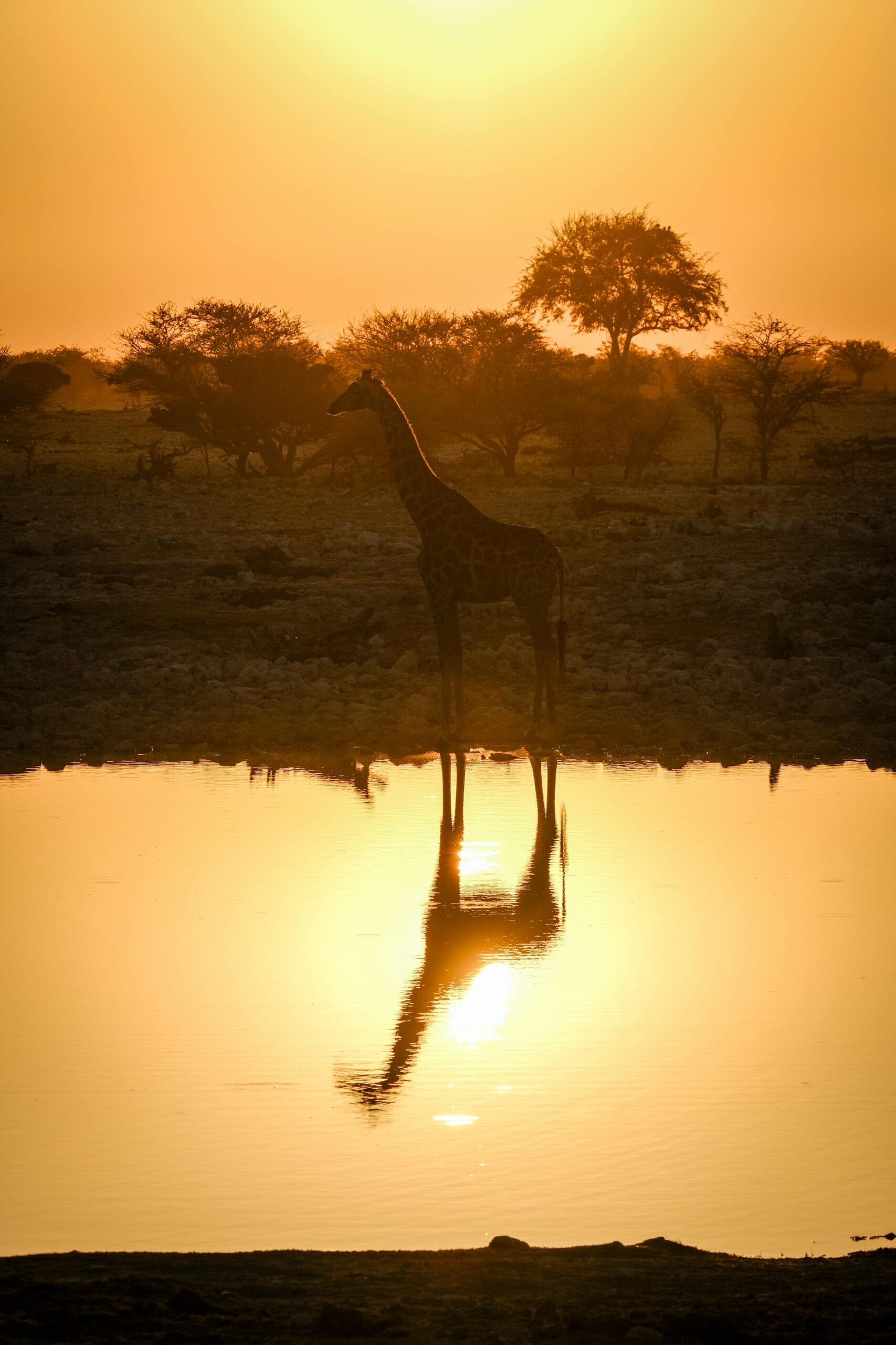 Do’s and Don’ts on Safari: A Guide to Enjoying Africa Responsibly 2 Giraffe silhouette reflected in water at sunrise on African safari.