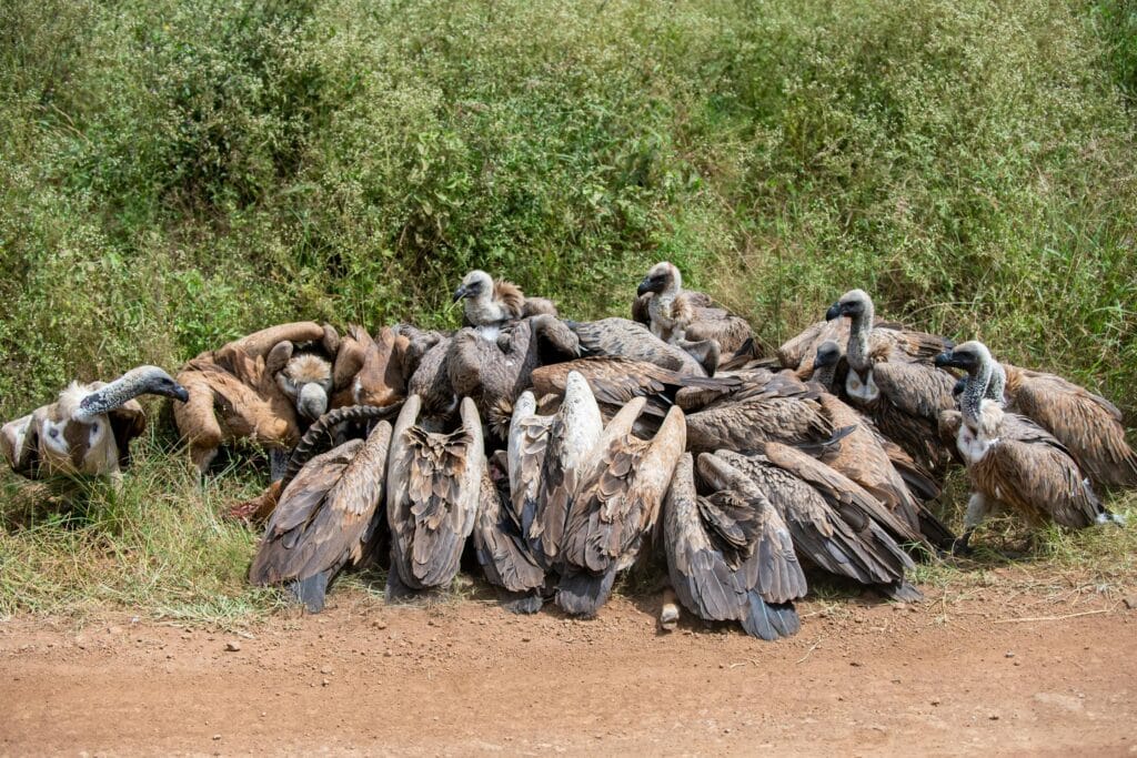 10-Day Big Five and Birdwatching Safari Across Tanzania 22 A large group of vultures feeding in Nairobi, showcasing African wildlife in its natural habitat.