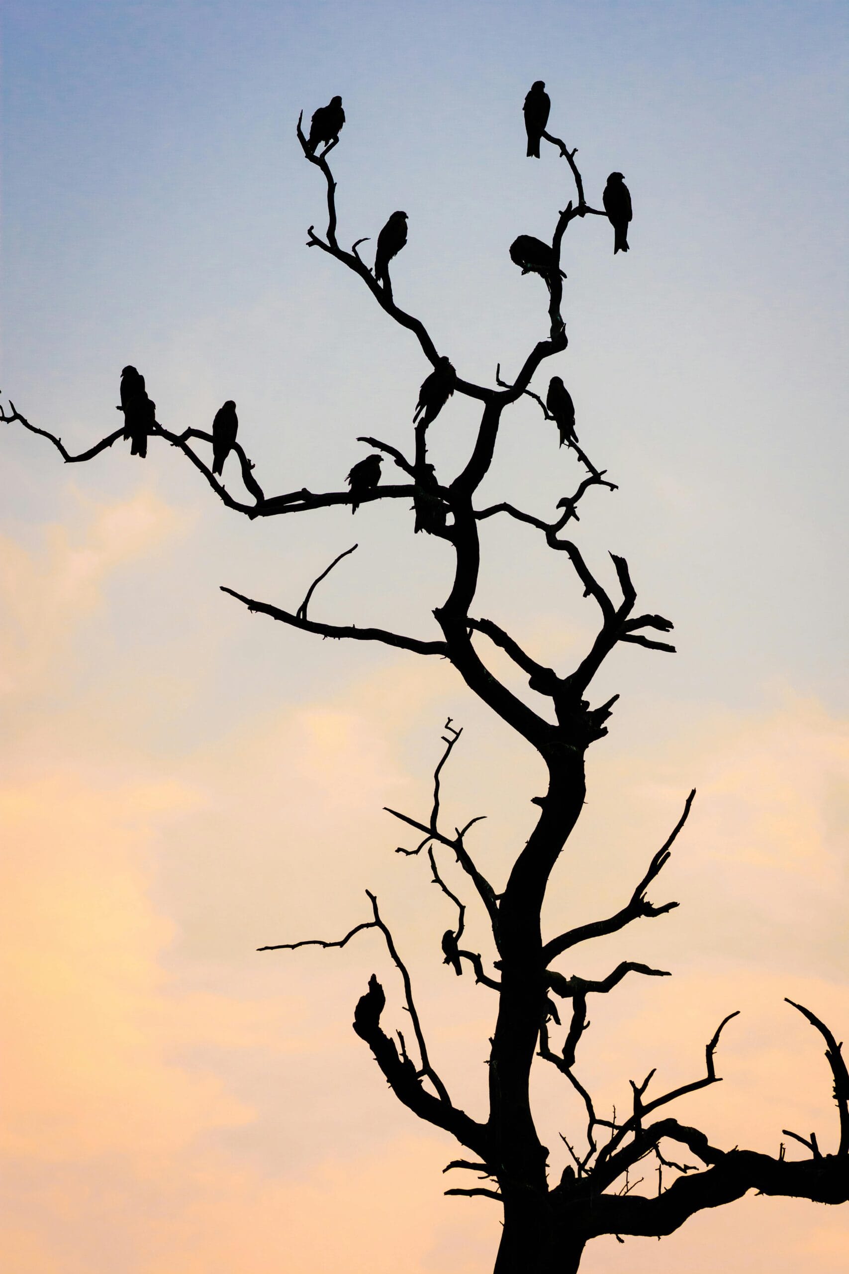 Best Time for Birdwatching in Tanzania: A Guide for Avid Birders 1 Silhouette of birds perched on a bare tree against a warm sunset sky in New Delhi.