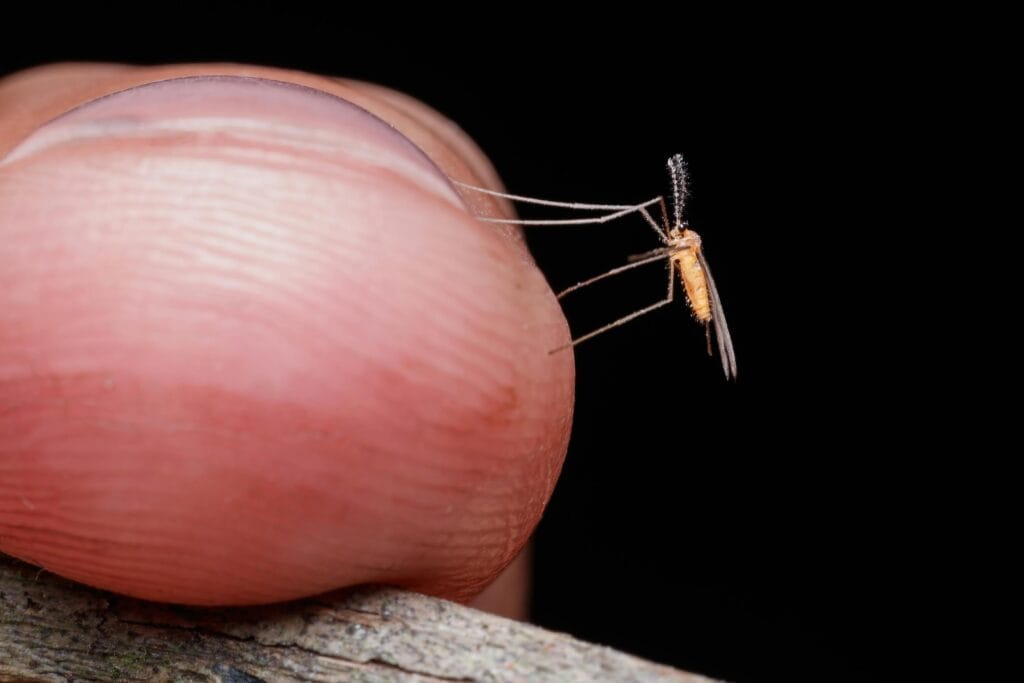 Guide to Avoiding Mosquito Bites on Safari 11 Detailed macro shot of a mosquito landing on a finger against a black background.