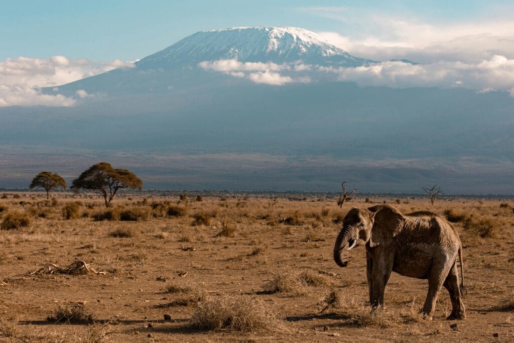 How Safari Tourism Helps Wildlife: A Vital Role in Conservation 13 Elephant roaming the savanna with Mount Kilimanjaro in the background, showcasing the beauty of African wildlife.