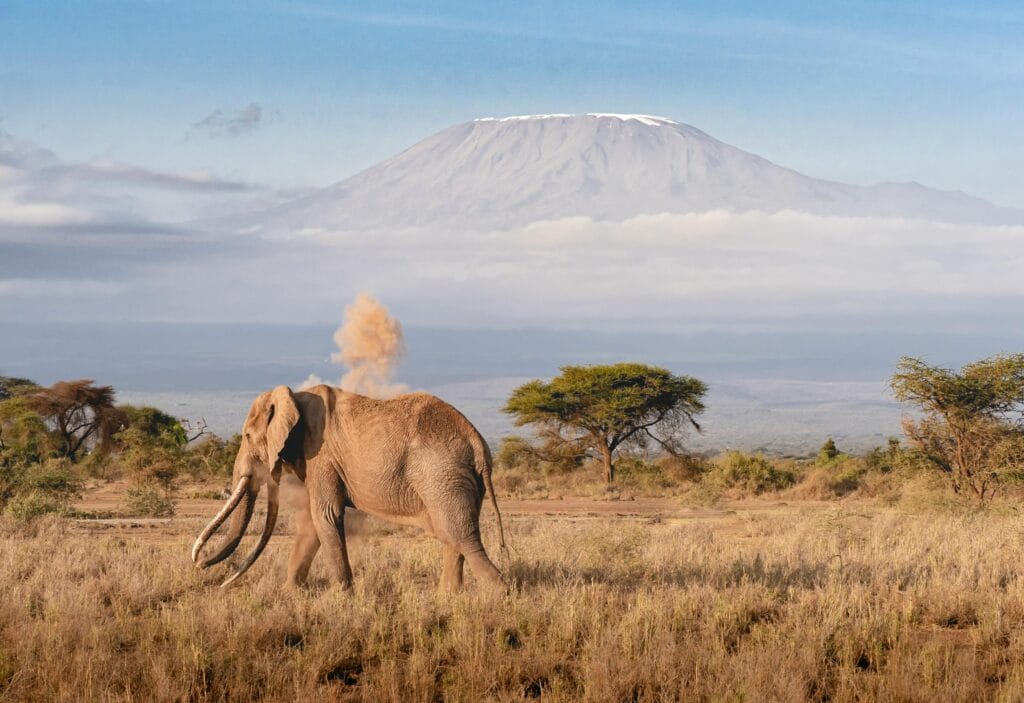 A stunning image of an elephant roaming the savanna with Mount Kilimanjaro in the background.