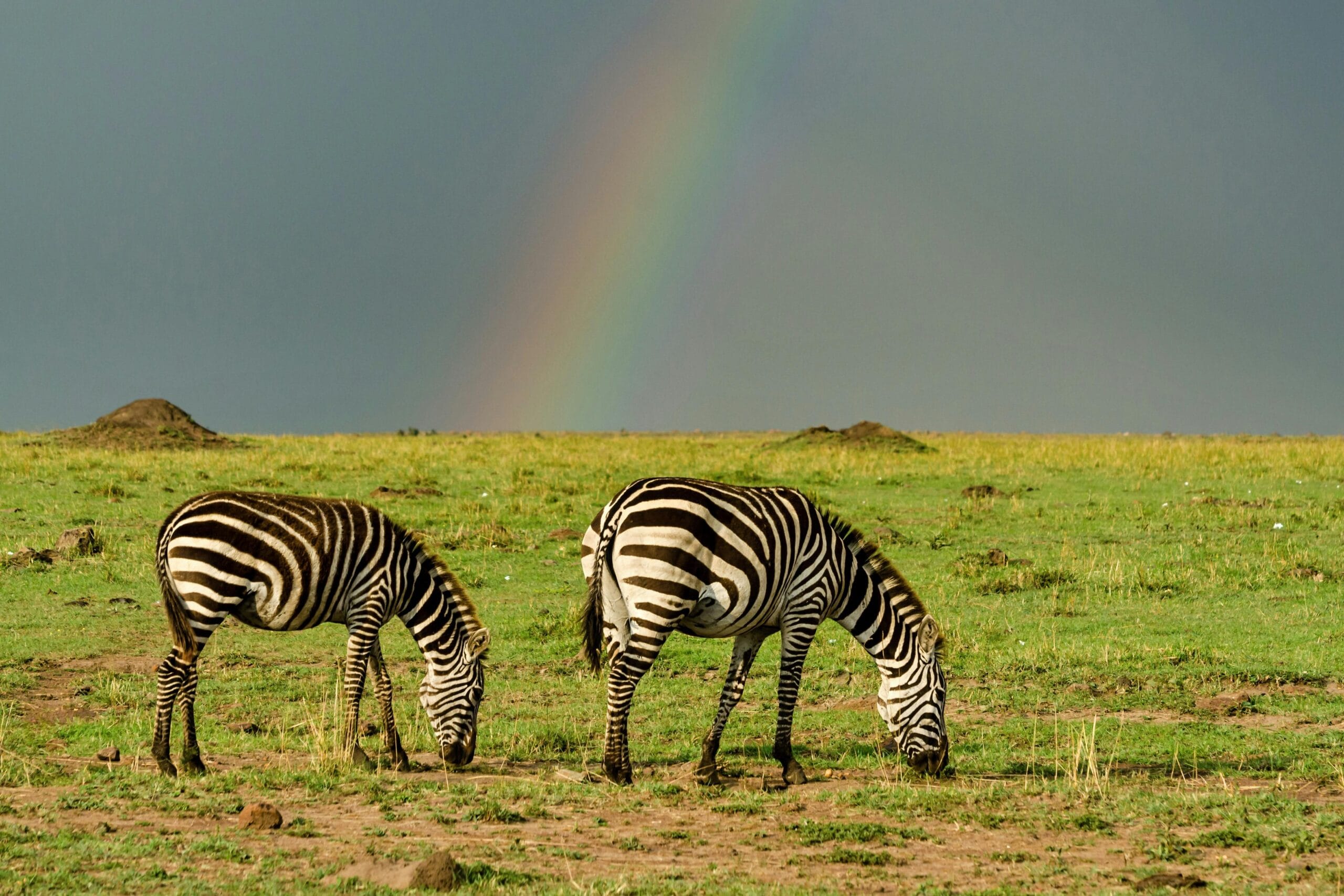 Two zebras graze in a green savannah with a rainbow overhead, captured in vibrant daylight.