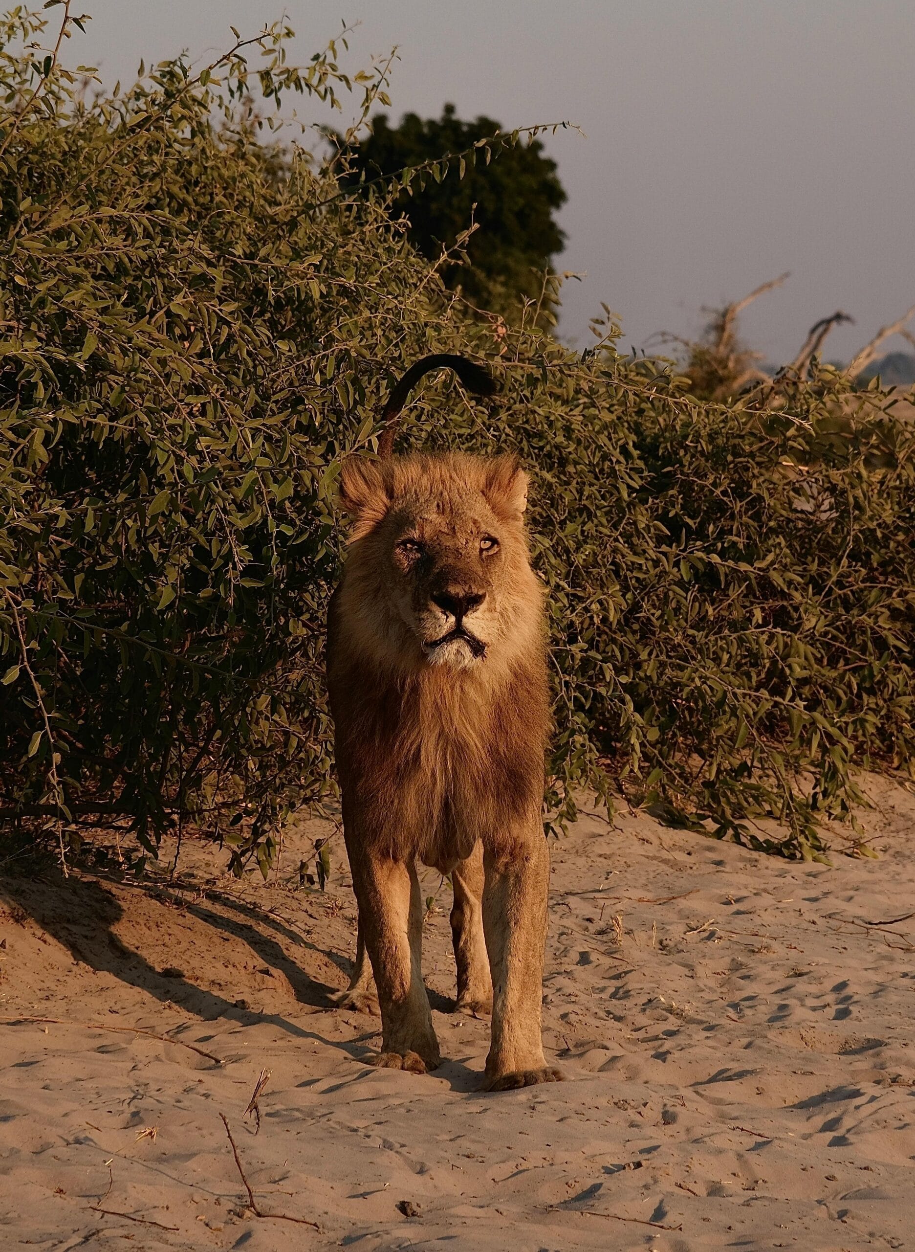 9-Day Fly-In Safari: Serengeti and Private Game Reserves 2 A powerful lion with a full mane stands proud in the African savanna at dusk.