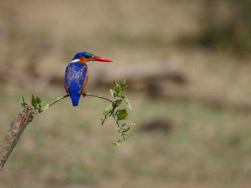 Close-up of a colorful Malachite Kingfisher perched on a twig in a natural habitat.