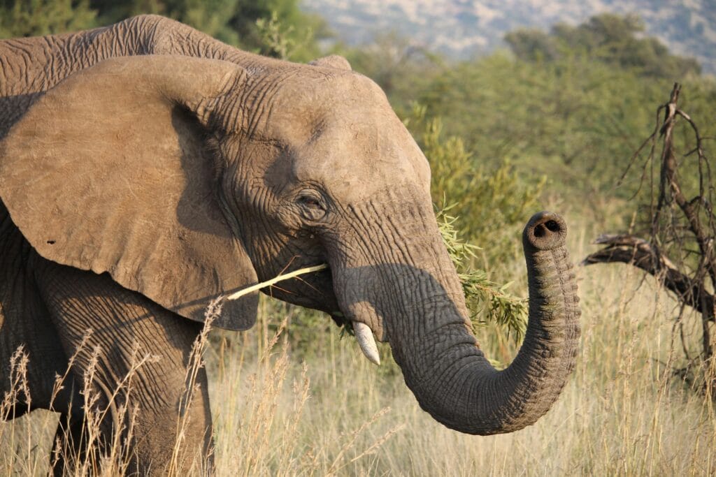 Tarangire National Park Safari Adventures 13 Close-up of an African elephant in Pilanesberg National Park, showcasing its trunk and tusks.