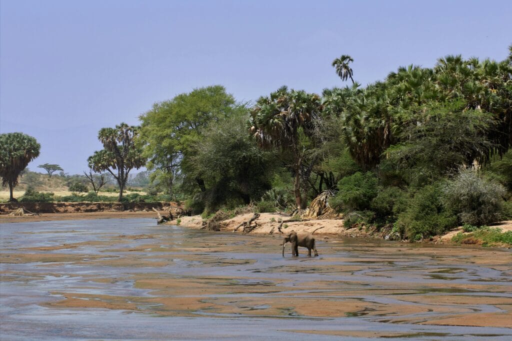 Two elephants drinking by the river in a lush African safari setting.