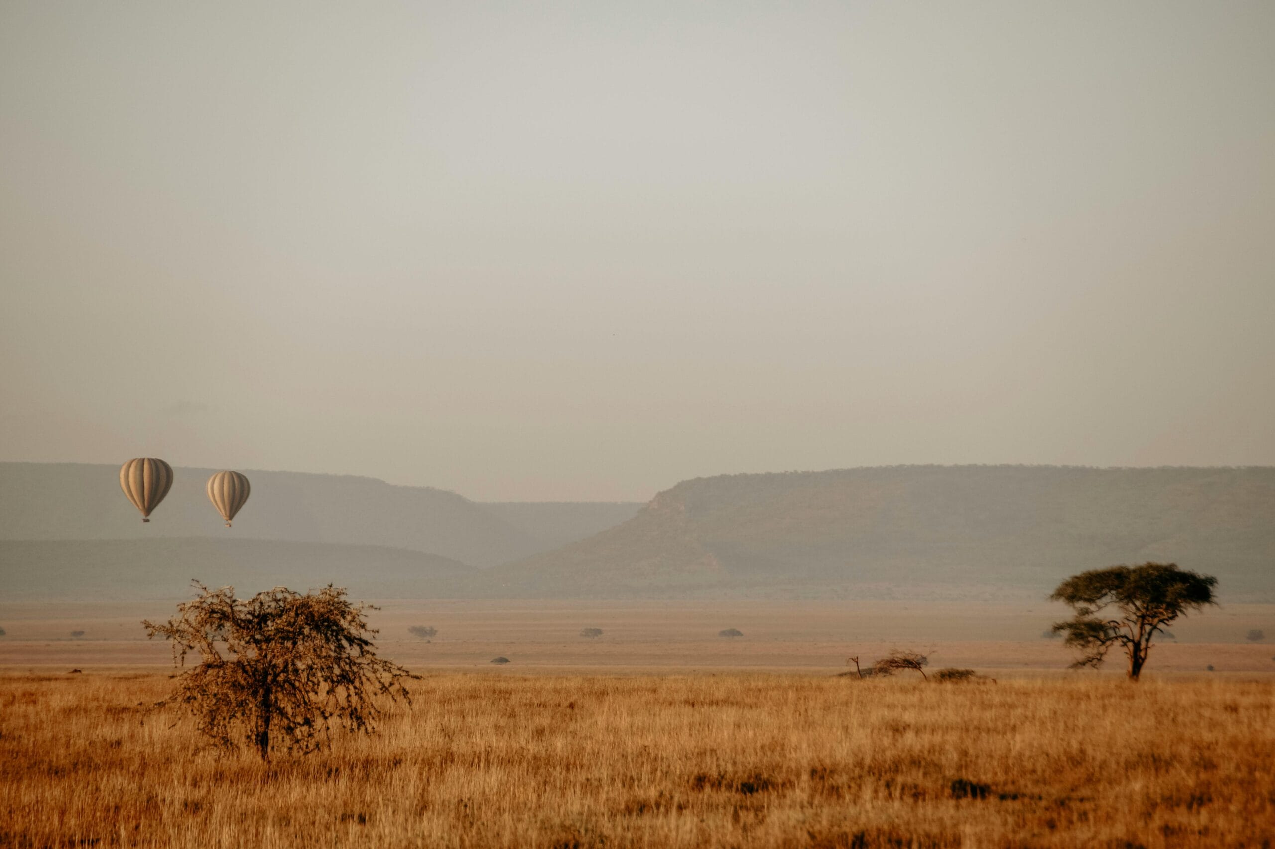 Hot air balloons float over the golden Serengeti landscape at sunrise, capturing adventure.