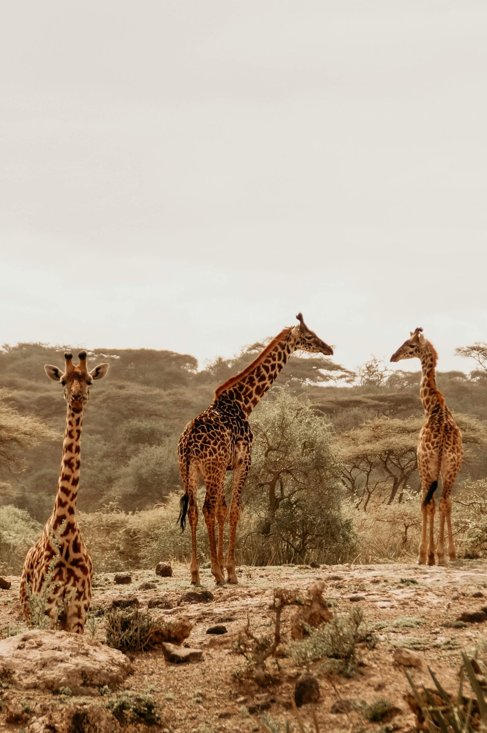 Budget-friendly off-peak safaris 1 A serene view of three giraffes in the African savannah with lush vegetation.