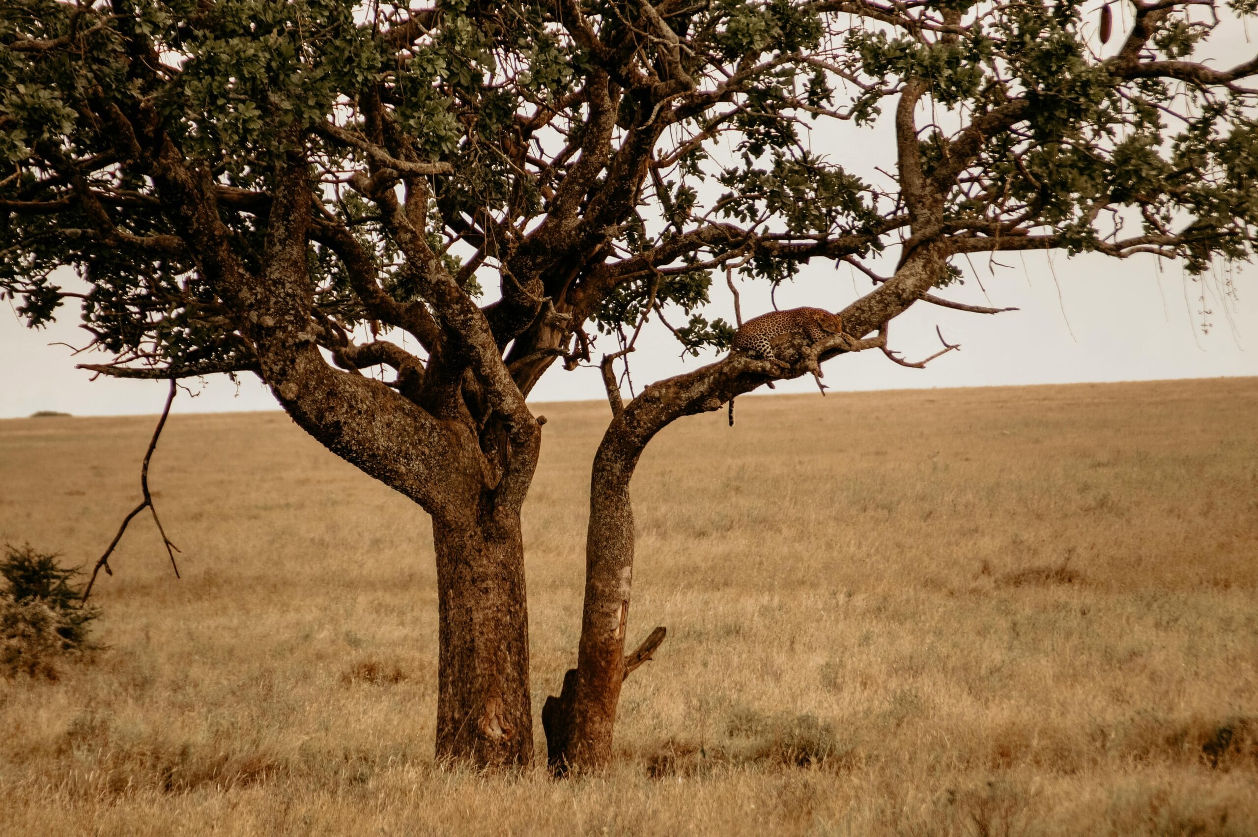 A leopard lounging in a tree captures the tranquil essence of the African savanna.