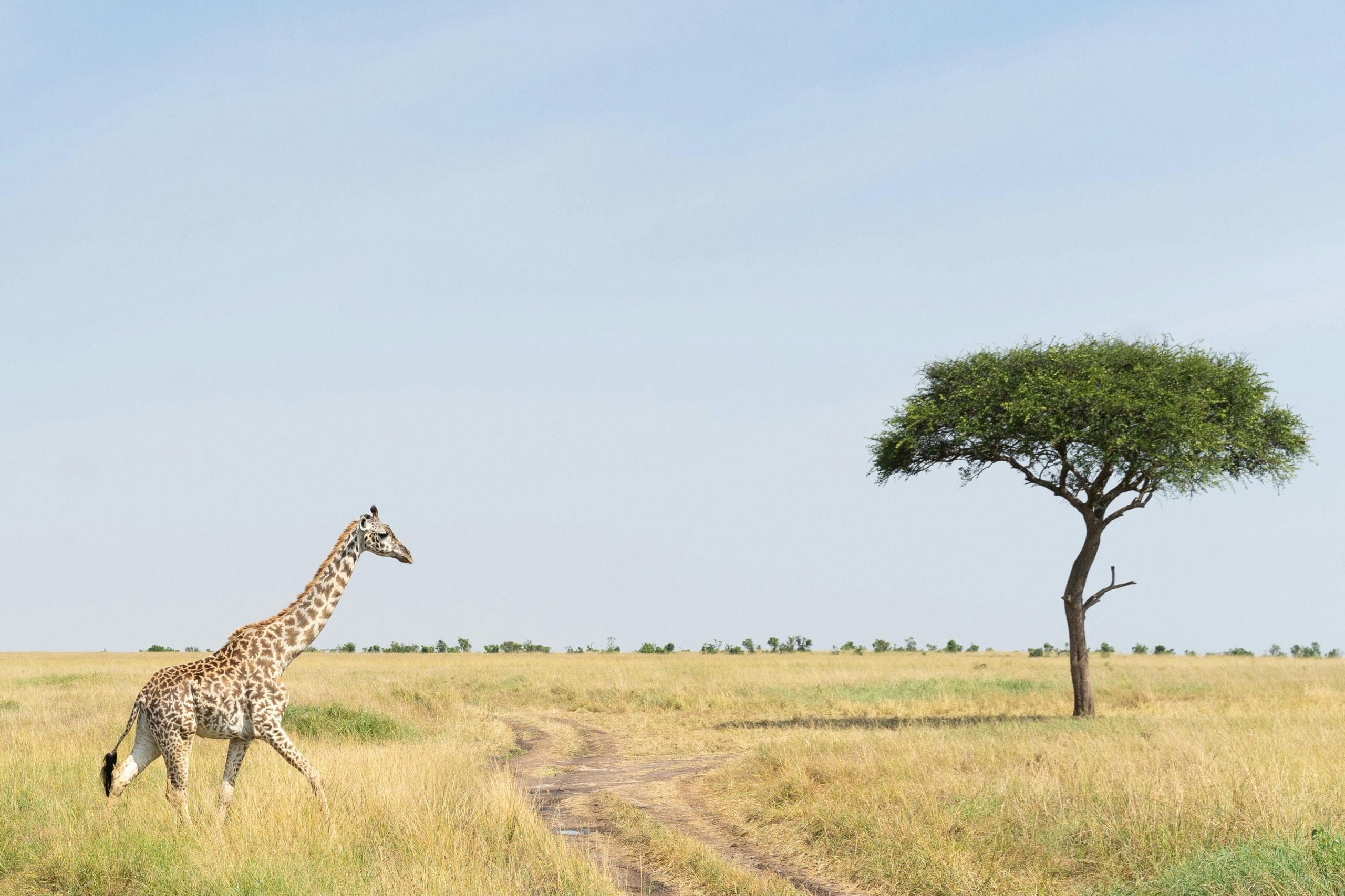 A giraffe strides through the savannah next to an acacia tree, capturing the essence of African wildlife.