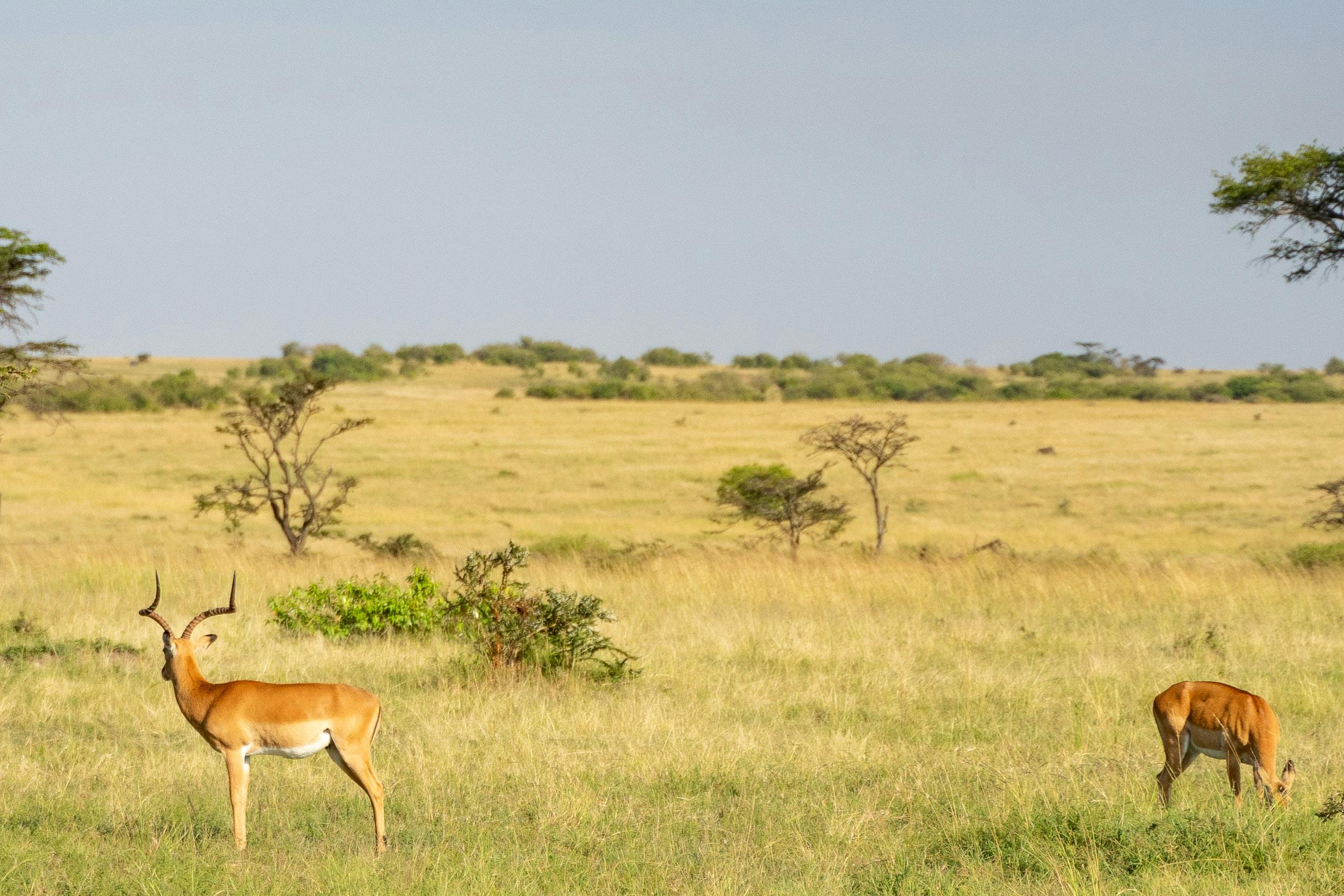 Two impalas grazing peacefully on the expansive African savanna under a clear sky.