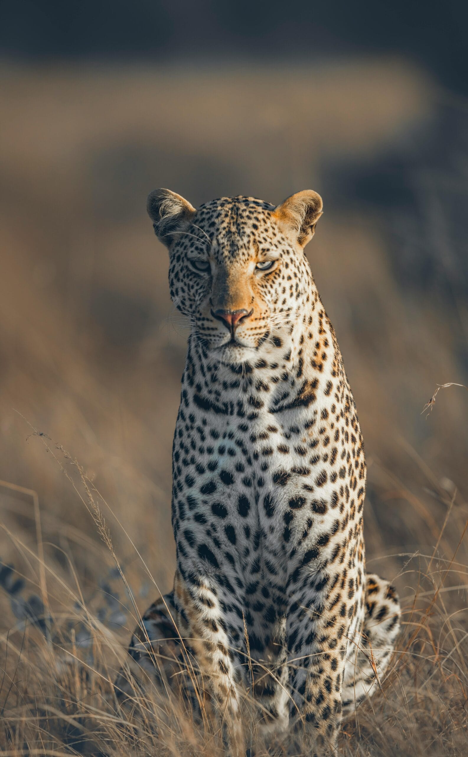 What makes a safari eco-friendly? 1 A stunning close-up of an African leopard amidst the golden grasslands of Kenya's Maasai Mara.