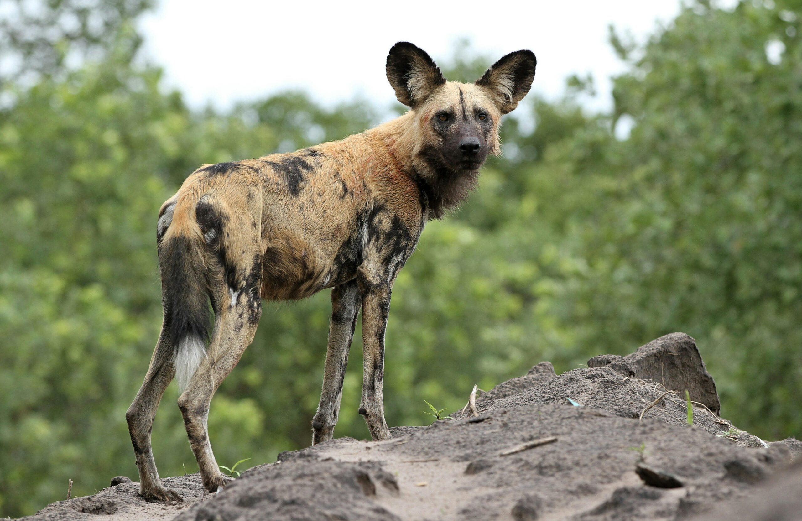 African painted dog, or African wild dog, Lycaon pictus at Savuti, Chobe National Park, Botswana.