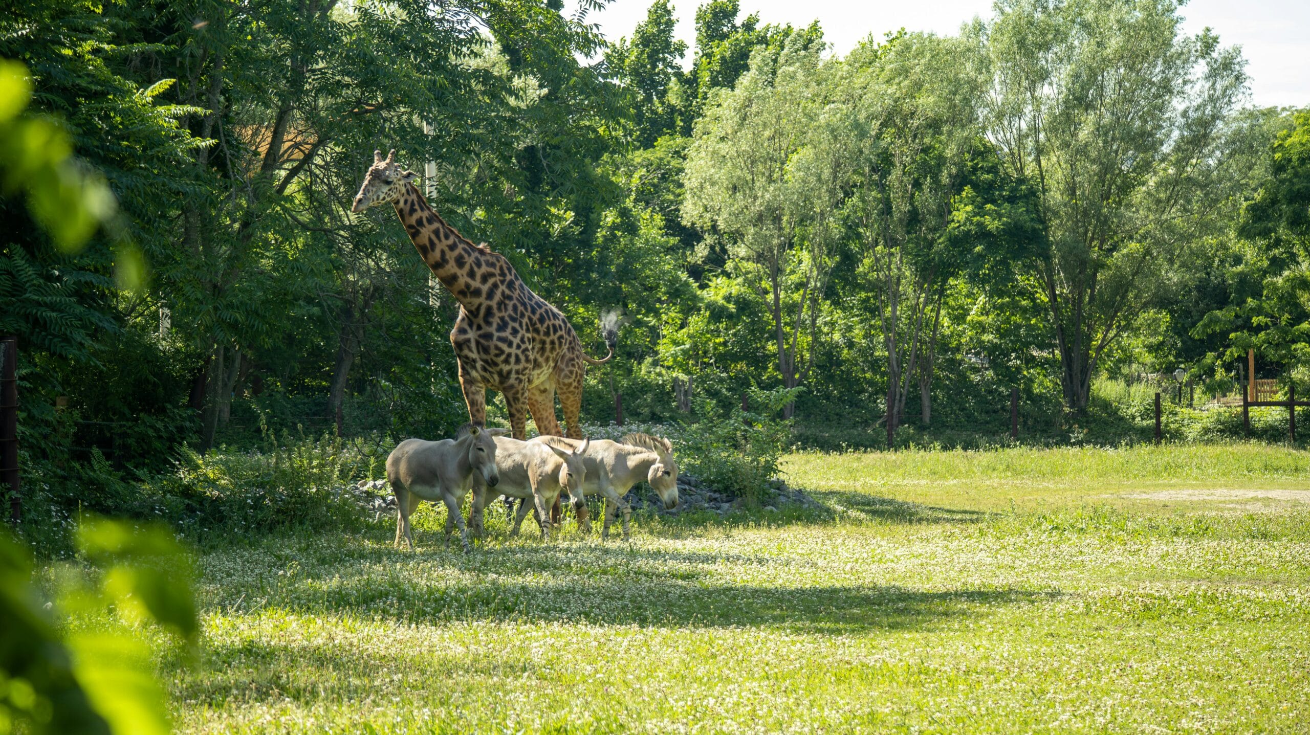 Flexible Itineraries to Suit Your Travel Needs: Tailor Your Dream Safari with Future African Safari 1 Giraffe