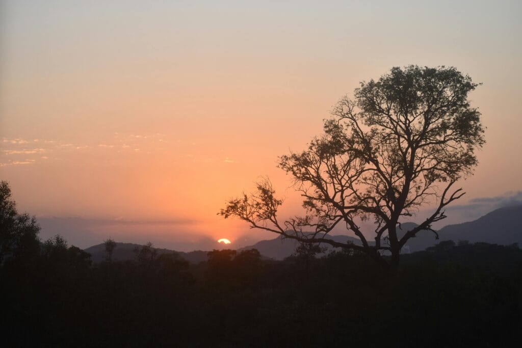 Customizable safari itineraries in Africa 11 pexels-photo-29684871-29684871.jpg