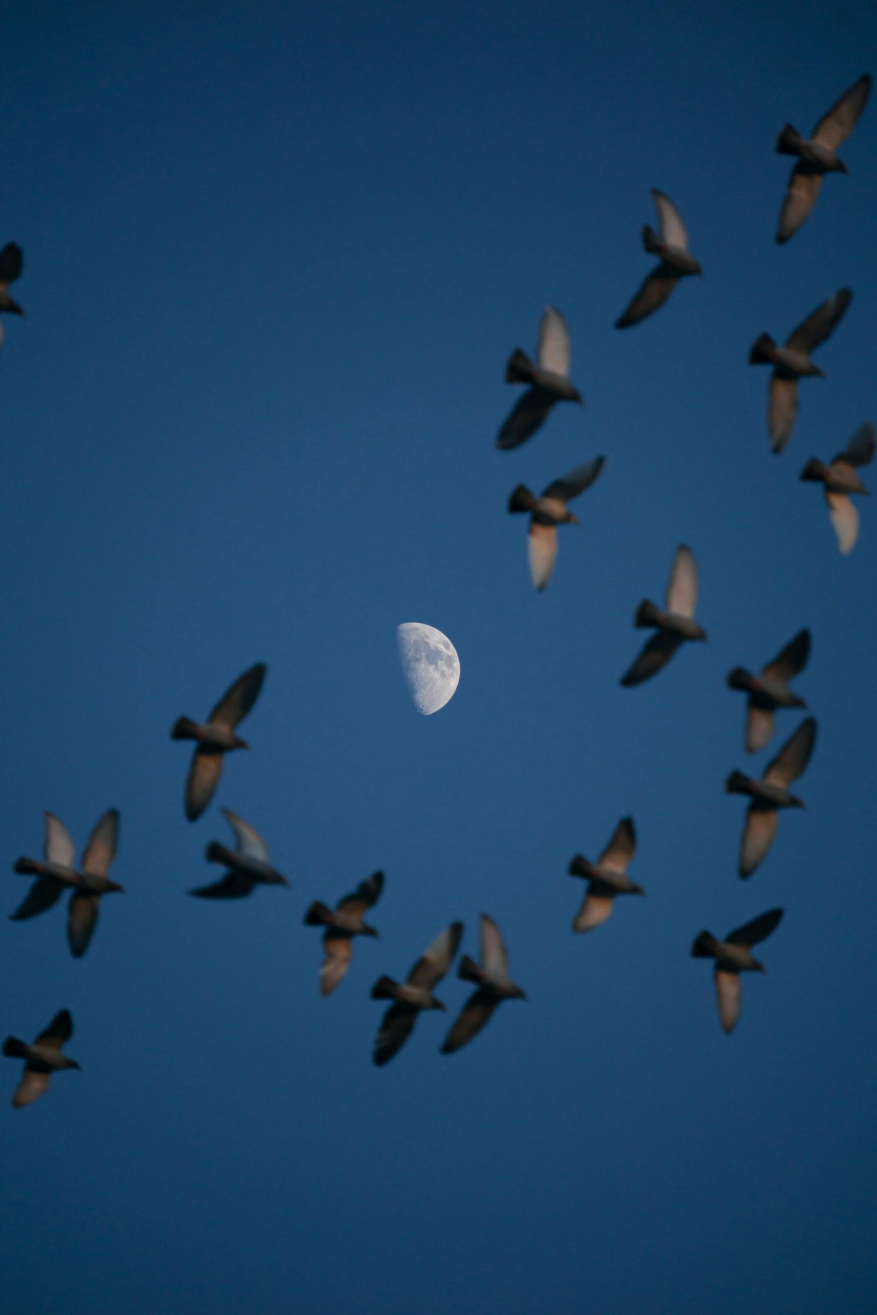 9-Day Photography Safari: Capture the Great Migration 2 About vision