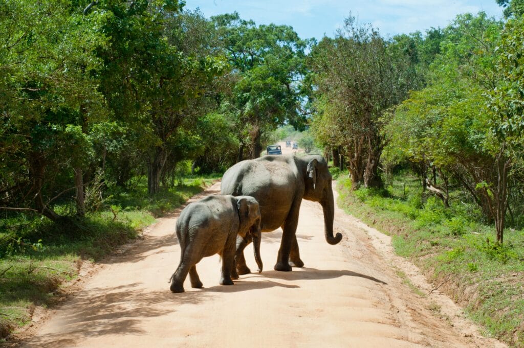 Mother and baby elephants walking on a dirt road in a lush forest in Sri Lanka, showcasing wildlife in natural habitat.
