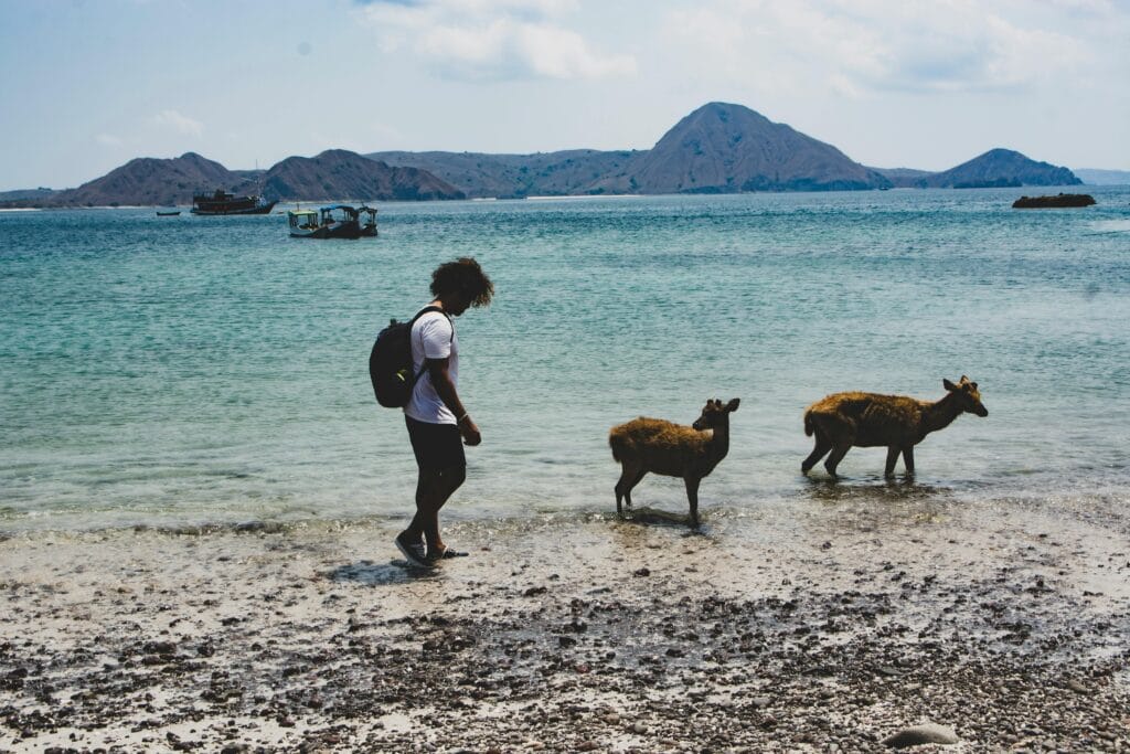 Wildlife encounters in Zanzibar's marine parks 26 A young traveler encounters wild deer on a pristine beach in Komodo National Park, Indonesia.