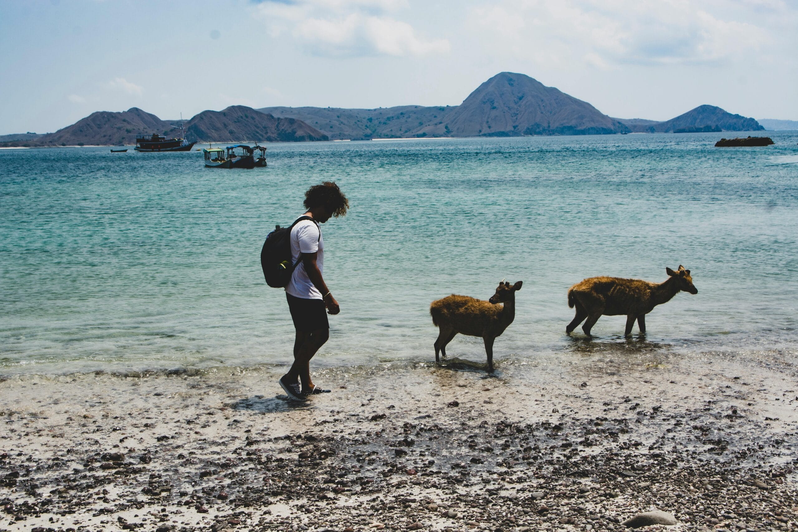 A young traveler encounters wild deer on a pristine beach in Komodo National Park, Indonesia.