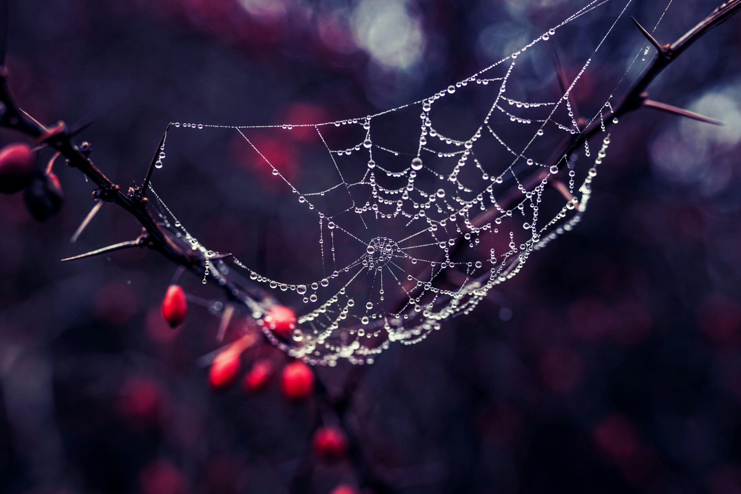 A close-up of dewdrops on a spider web woven across a thorny branch during autumn.