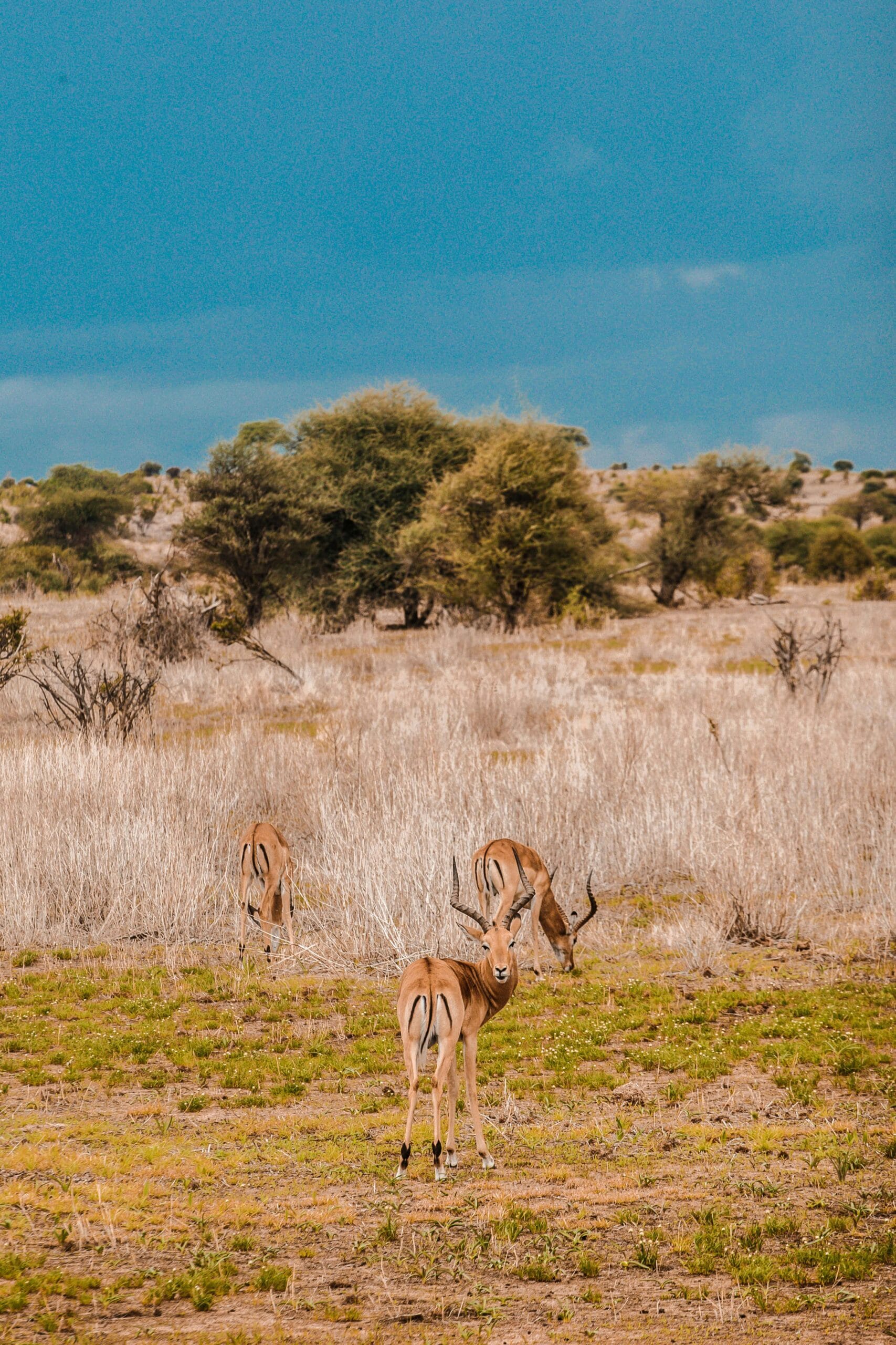 Choosing the best time for a safari 1 A group of gazelles grazing in the Tanzanian savanna under a vivid blue sky.