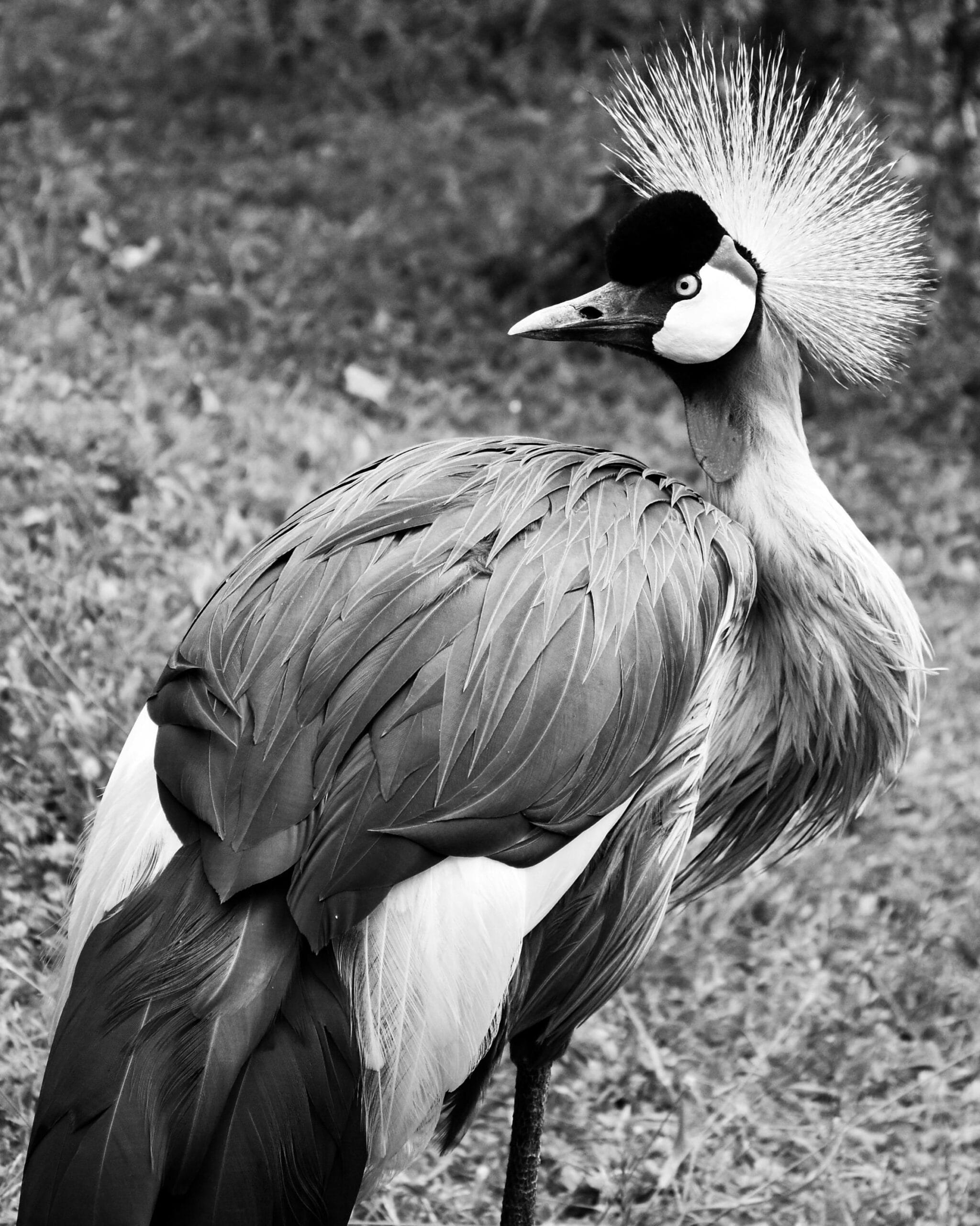 10-Day Big Five and Birdwatching Safari Across Tanzania 2 Black and white photo of a grey crowned crane showcasing its distinctive crest and plumage.
